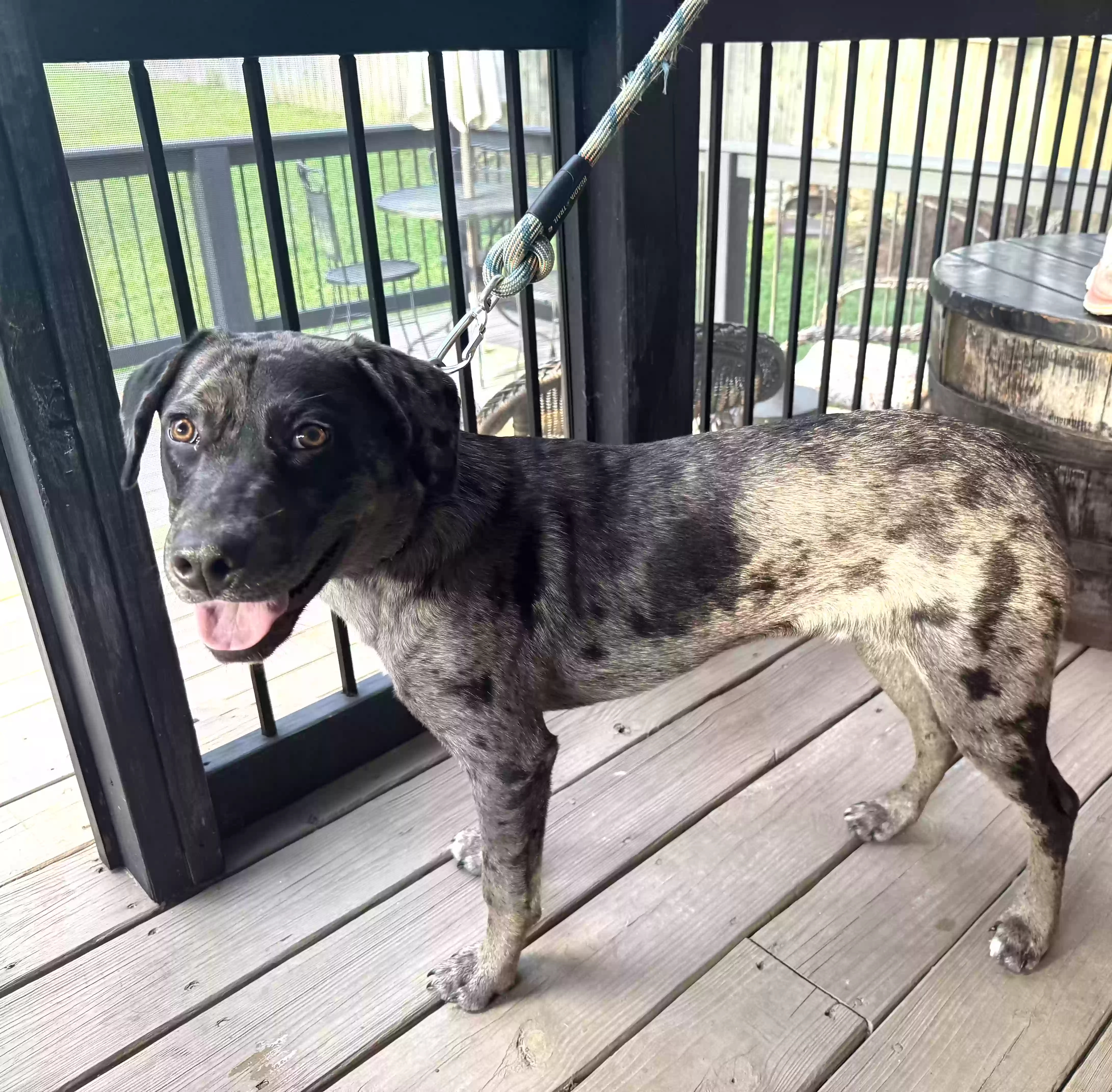 adoptable Dog in Calhoun,GA named Bear