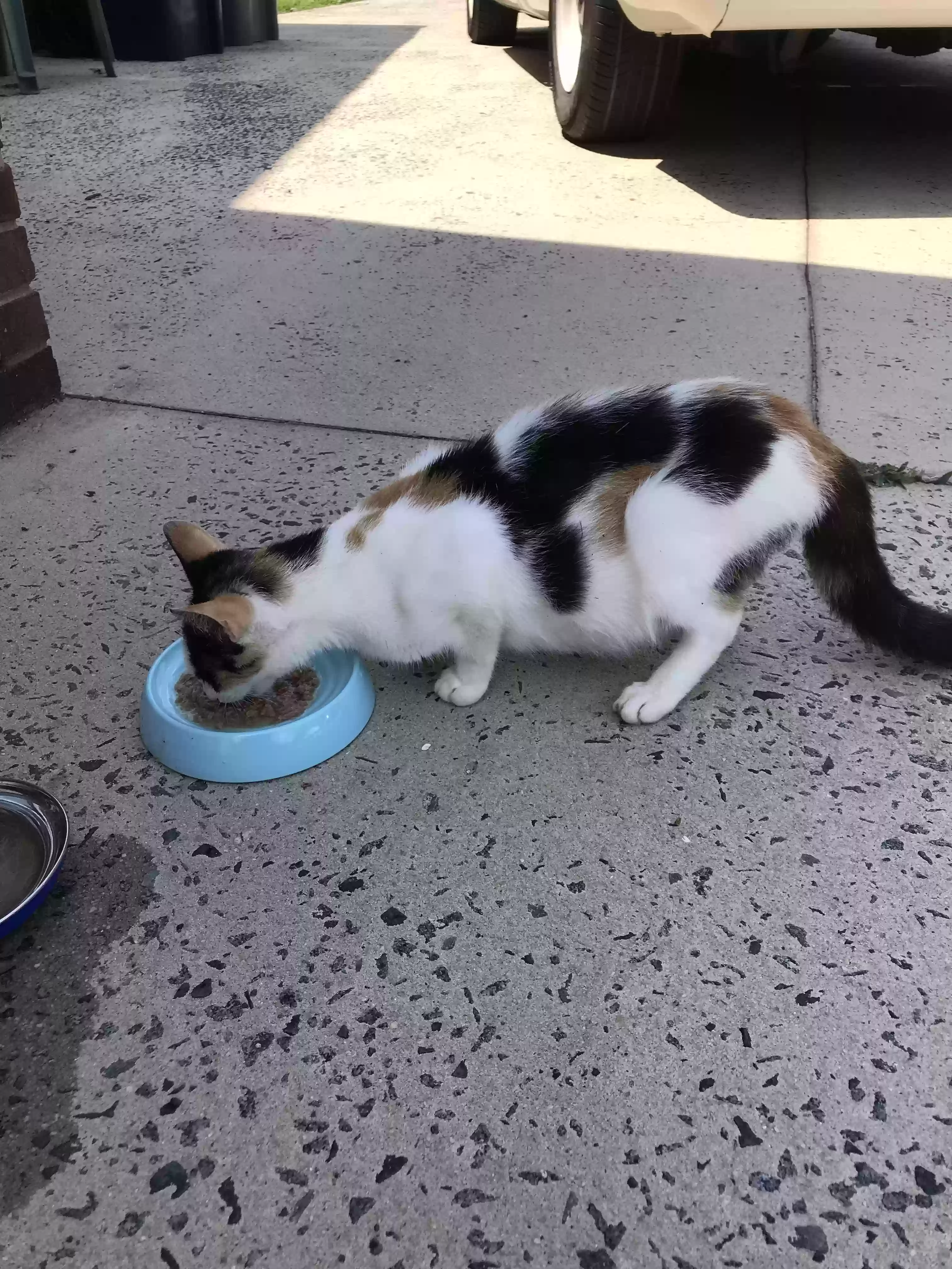 adoptable Cat in Harrisburg,NC named no name -I have called her Lucy
