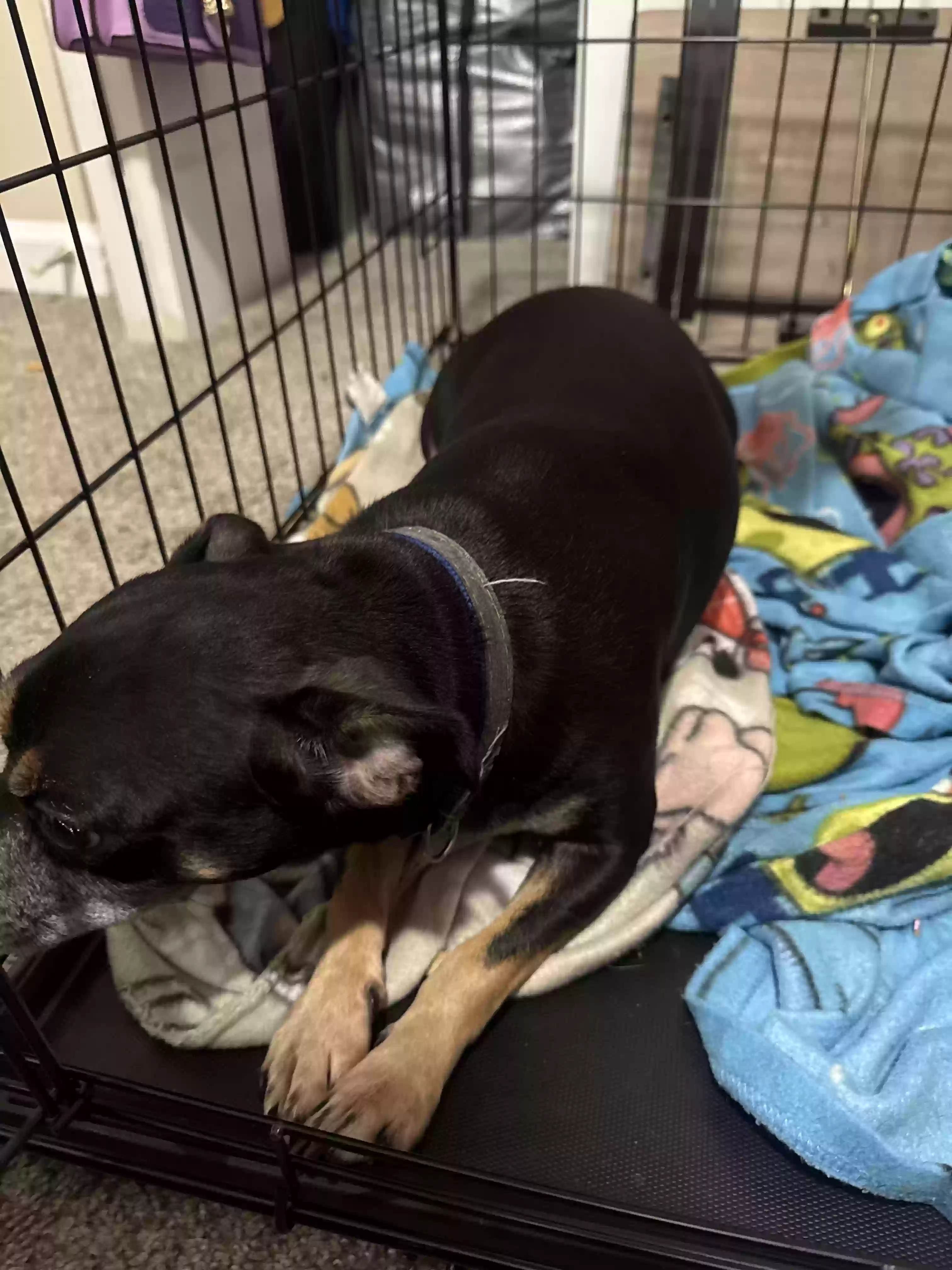 adoptable Dog in Stone Mountain,GA named Rocky
