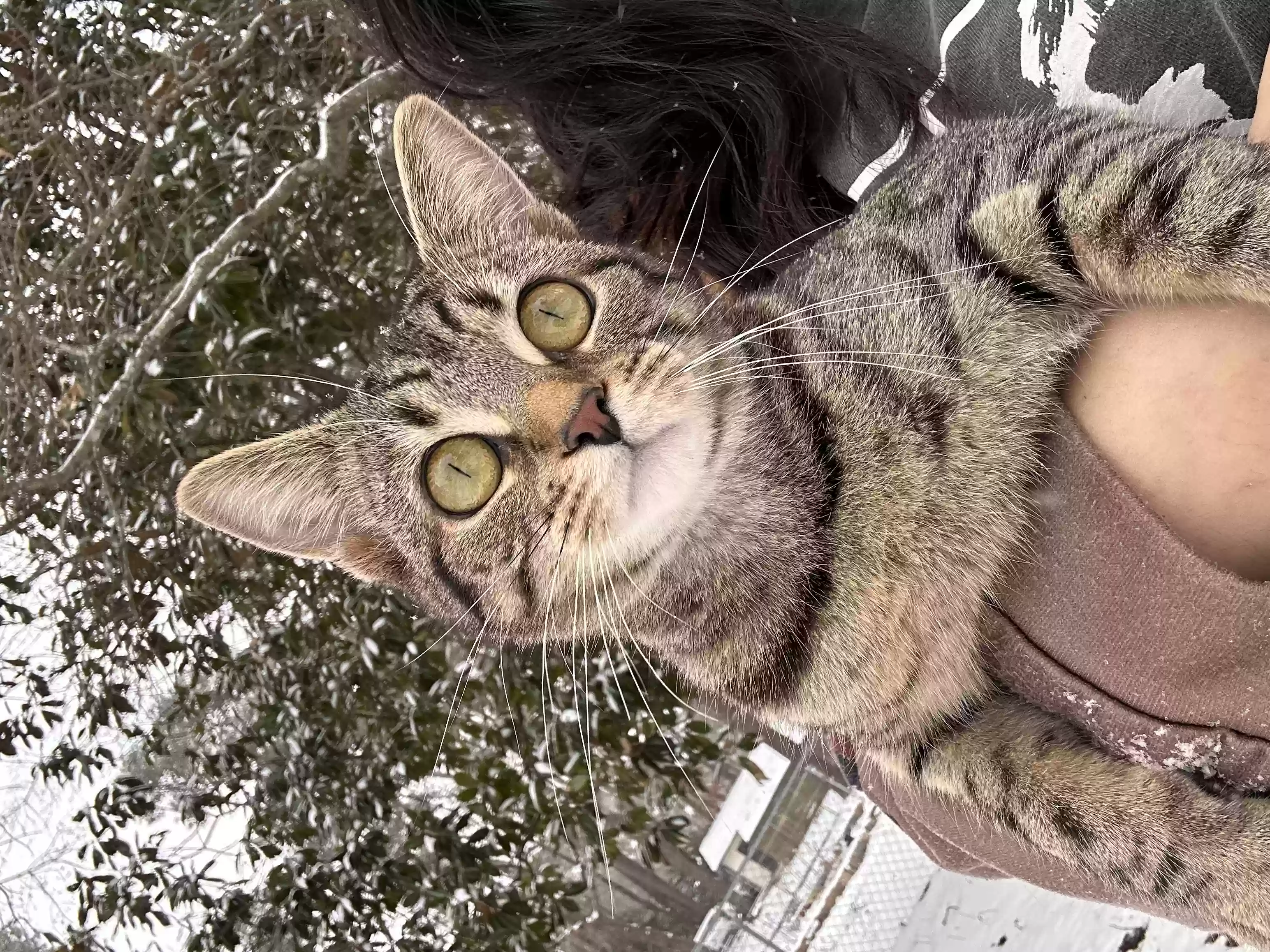 adoptable Cat in Raleigh,NC named Iris