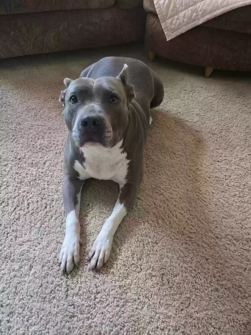 adoptable Dog in Hamilton,OH named Stella