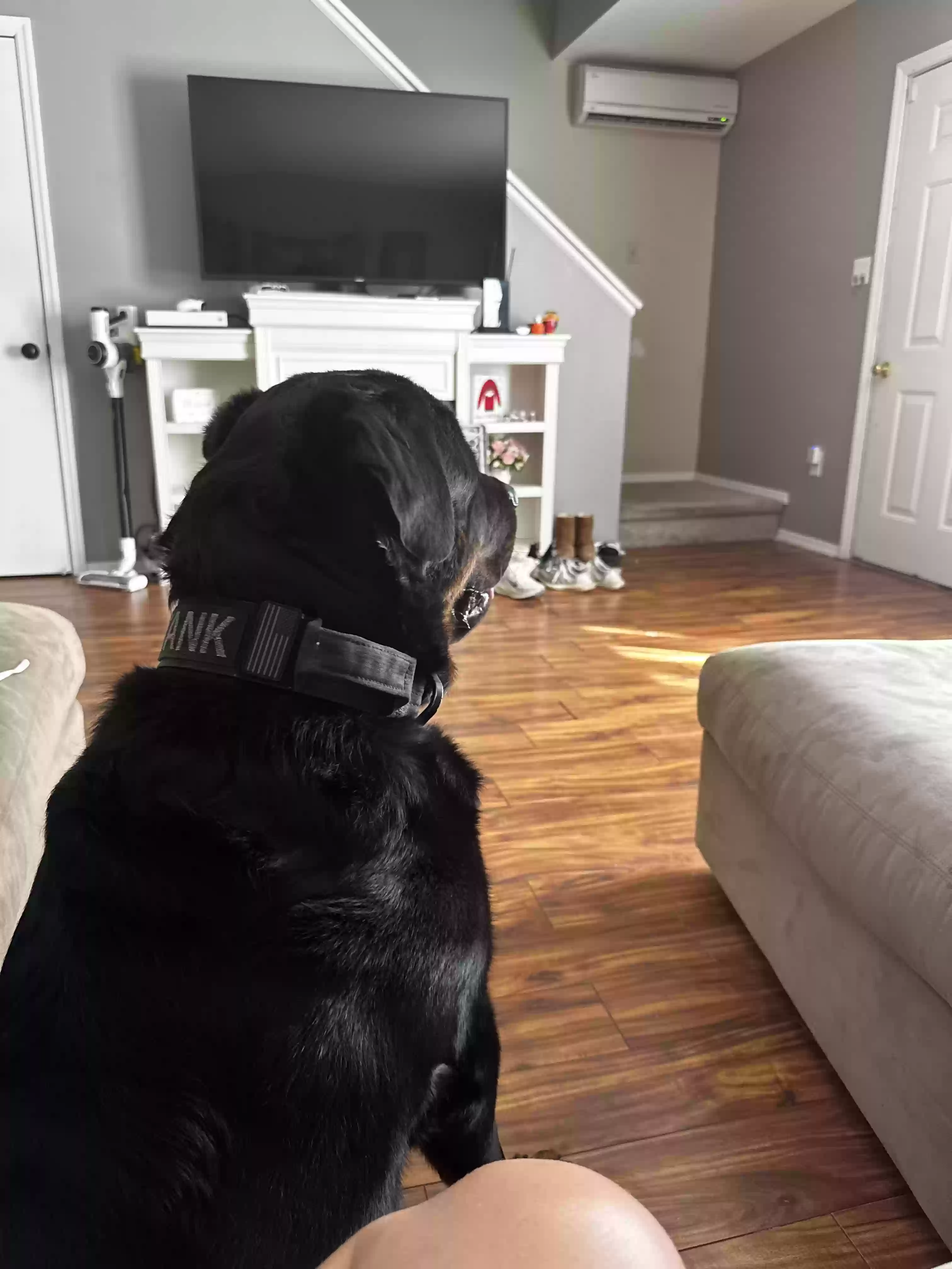 adoptable Dog in Wyoming,PA named Jameson