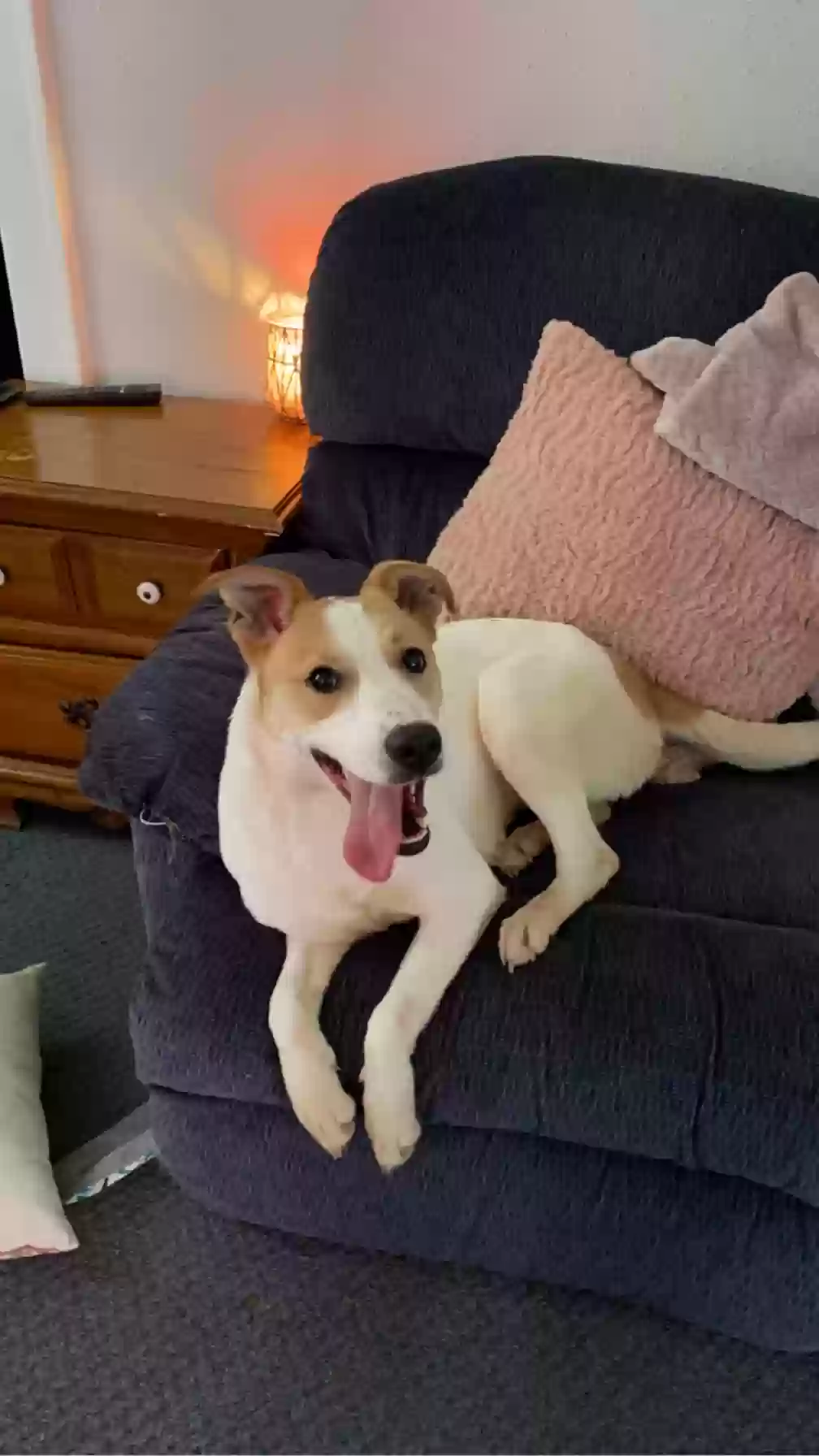 adoptable Dog in Evansdale,IA named Nala
