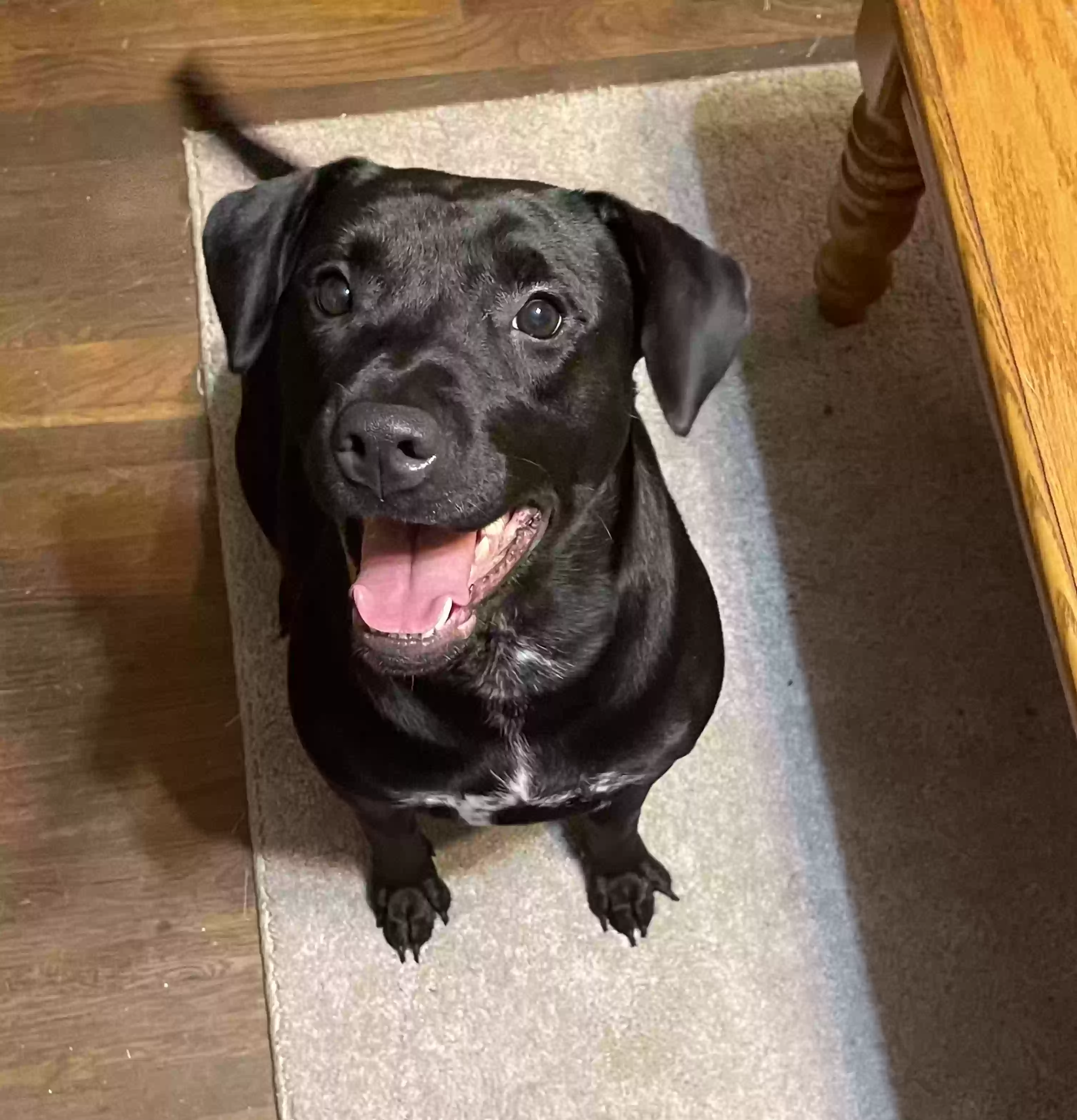 adoptable Dog in Griffin,GA named 