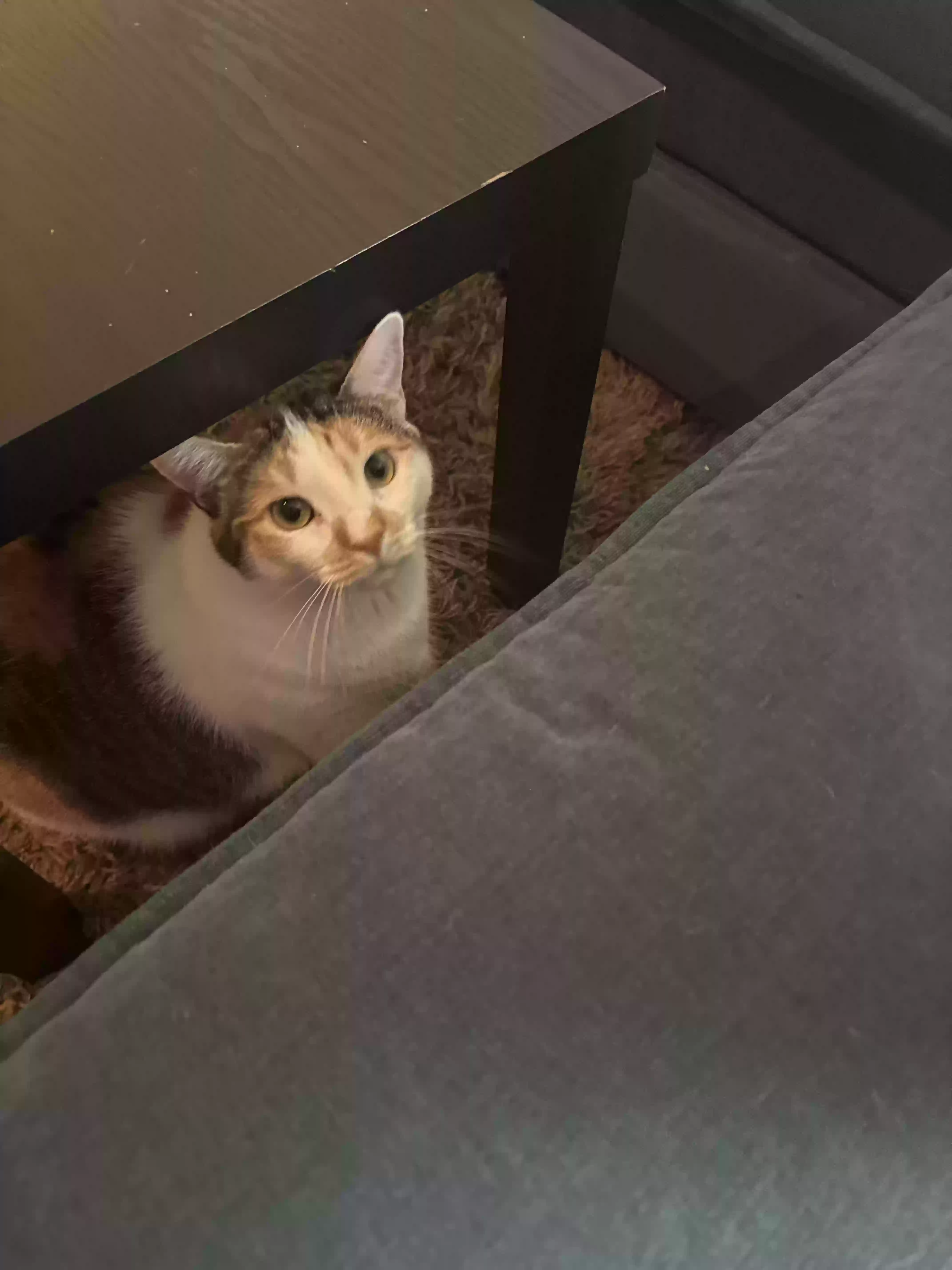 adoptable Cat in Atlantic City,NJ named Peanut