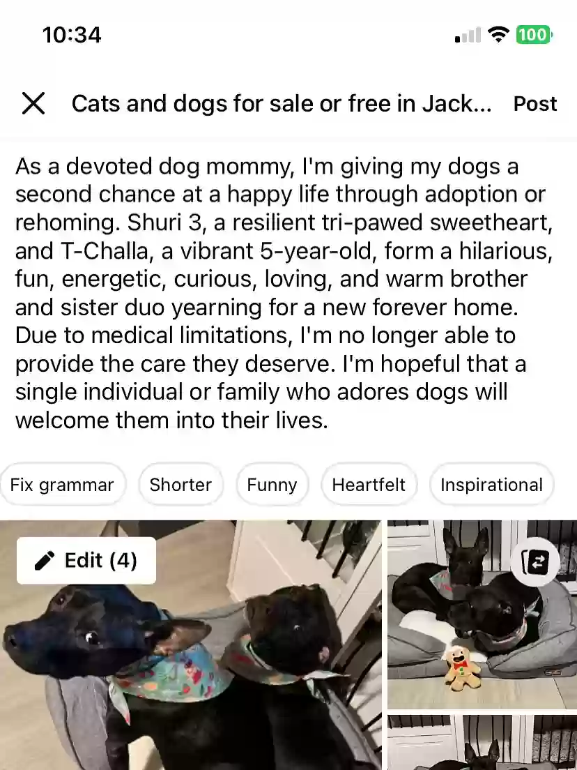 adoptable Dog in Southfield,MI named T’challa