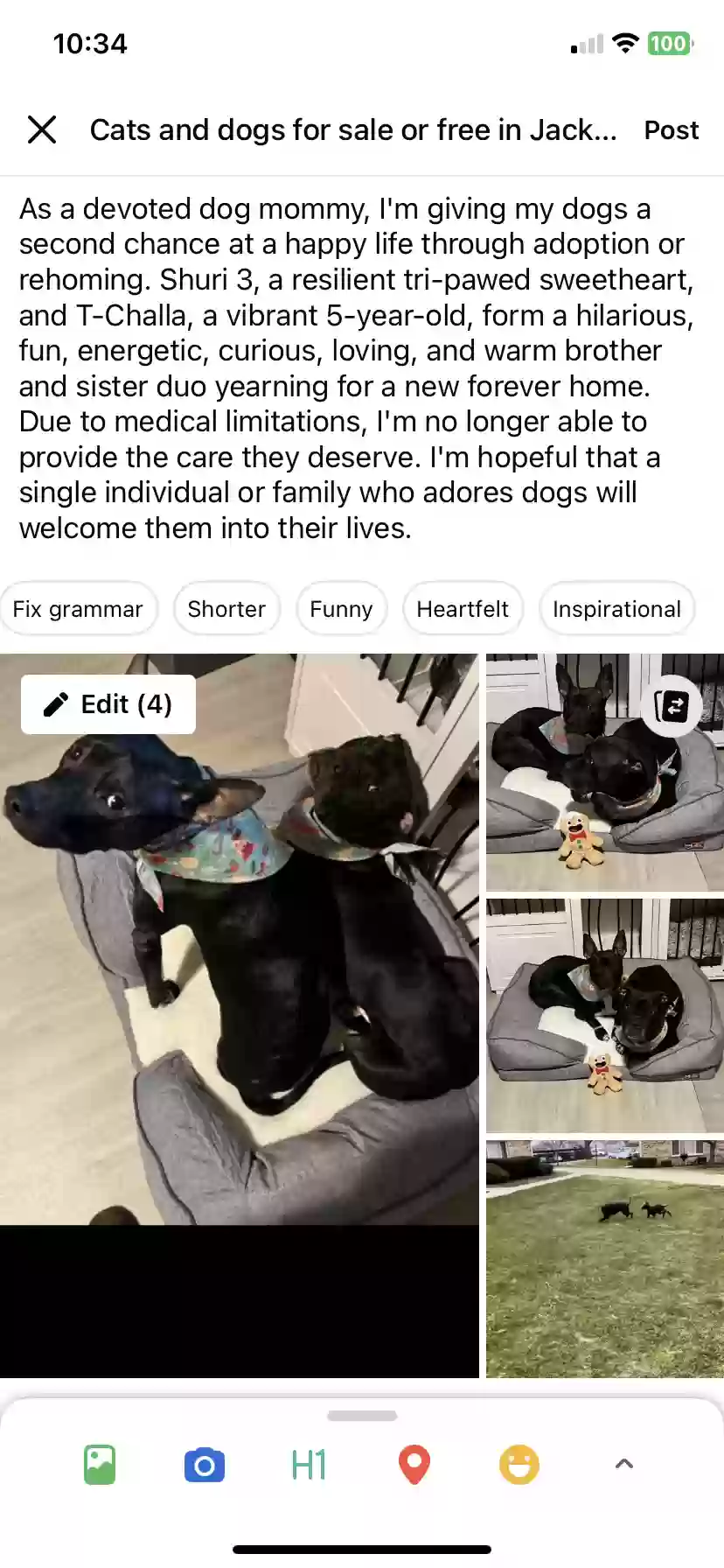 adoptable Dog in Southfield,MI named Shuri