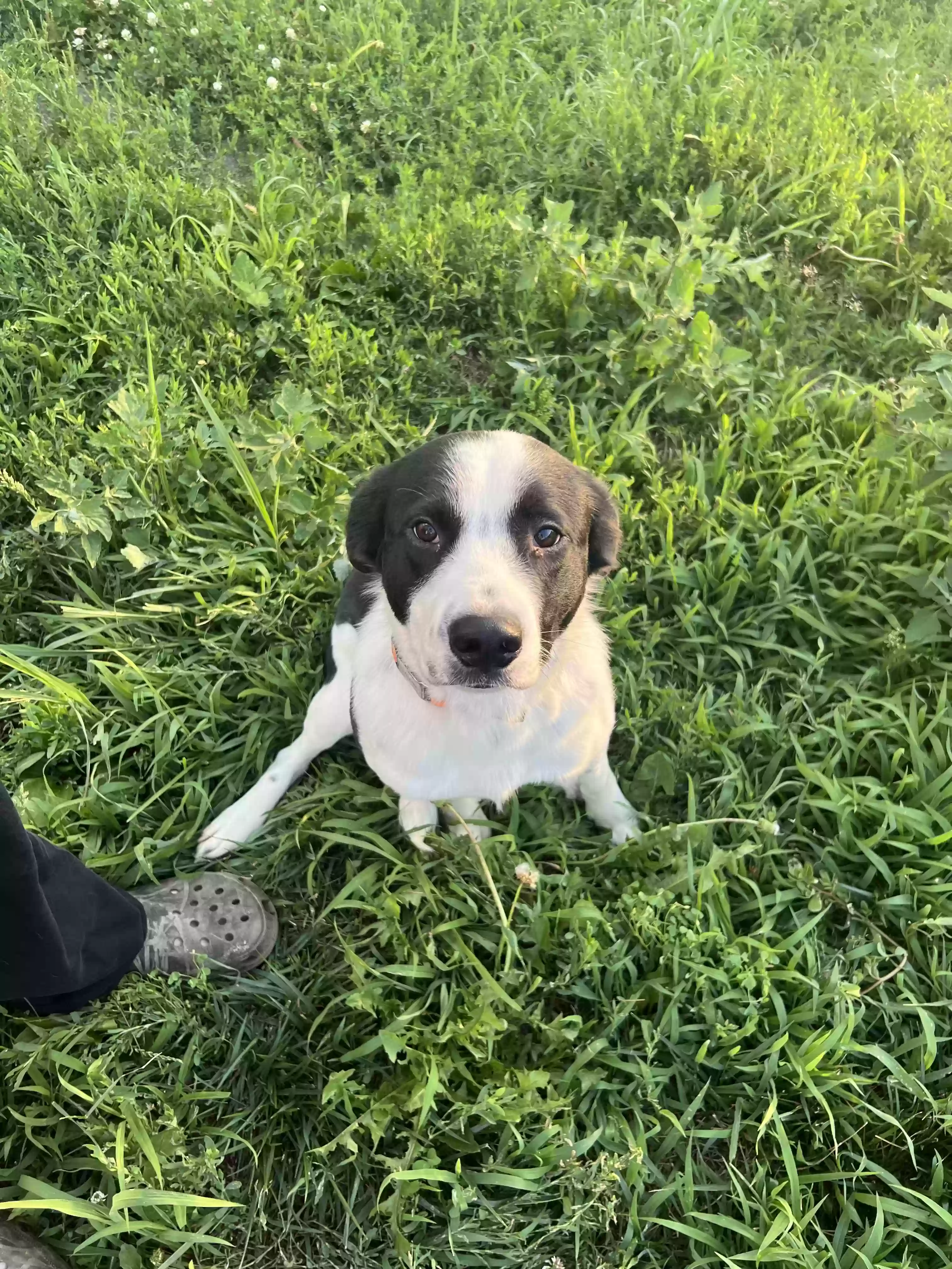 adoptable Dog in Altoona,IA named Zeus and Remi