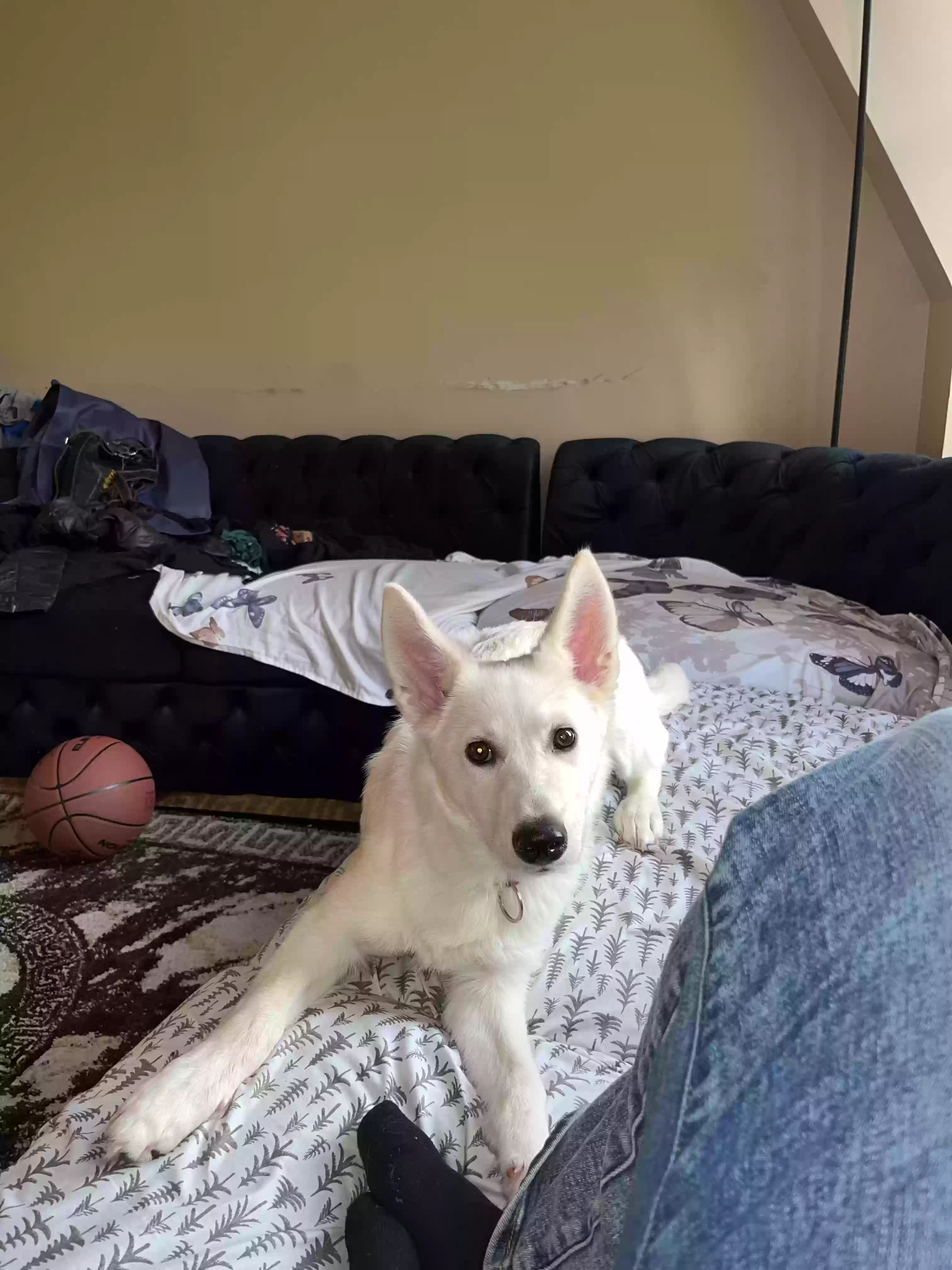 adoptable Dog in Bronx,NY named Ramona