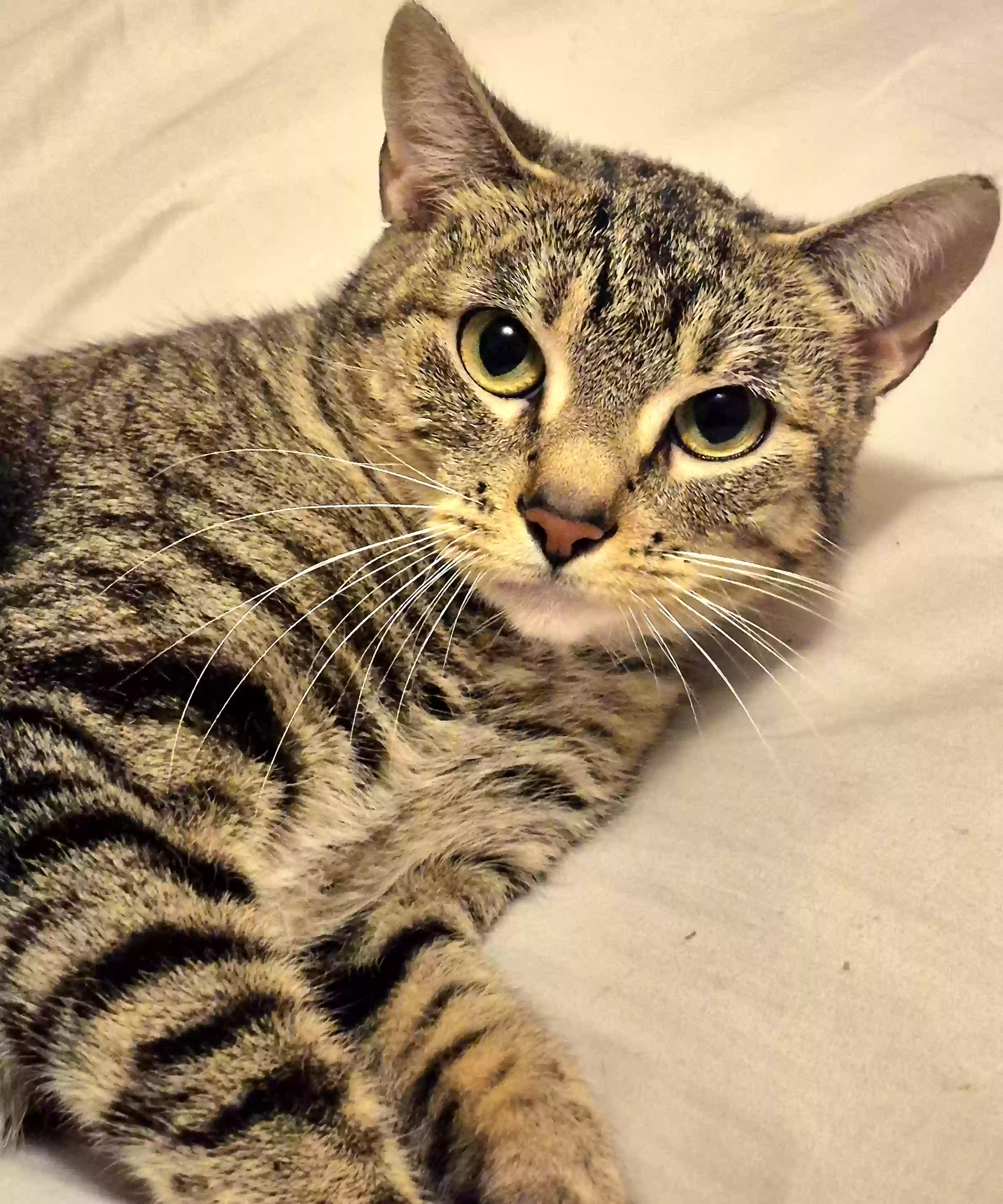 adoptable Cat in Harrison,AR named Honey