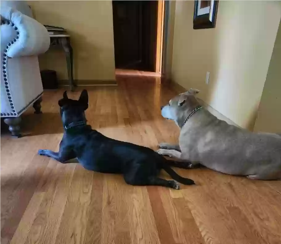 adoptable Dog in Saint Louis,MO named Jazz