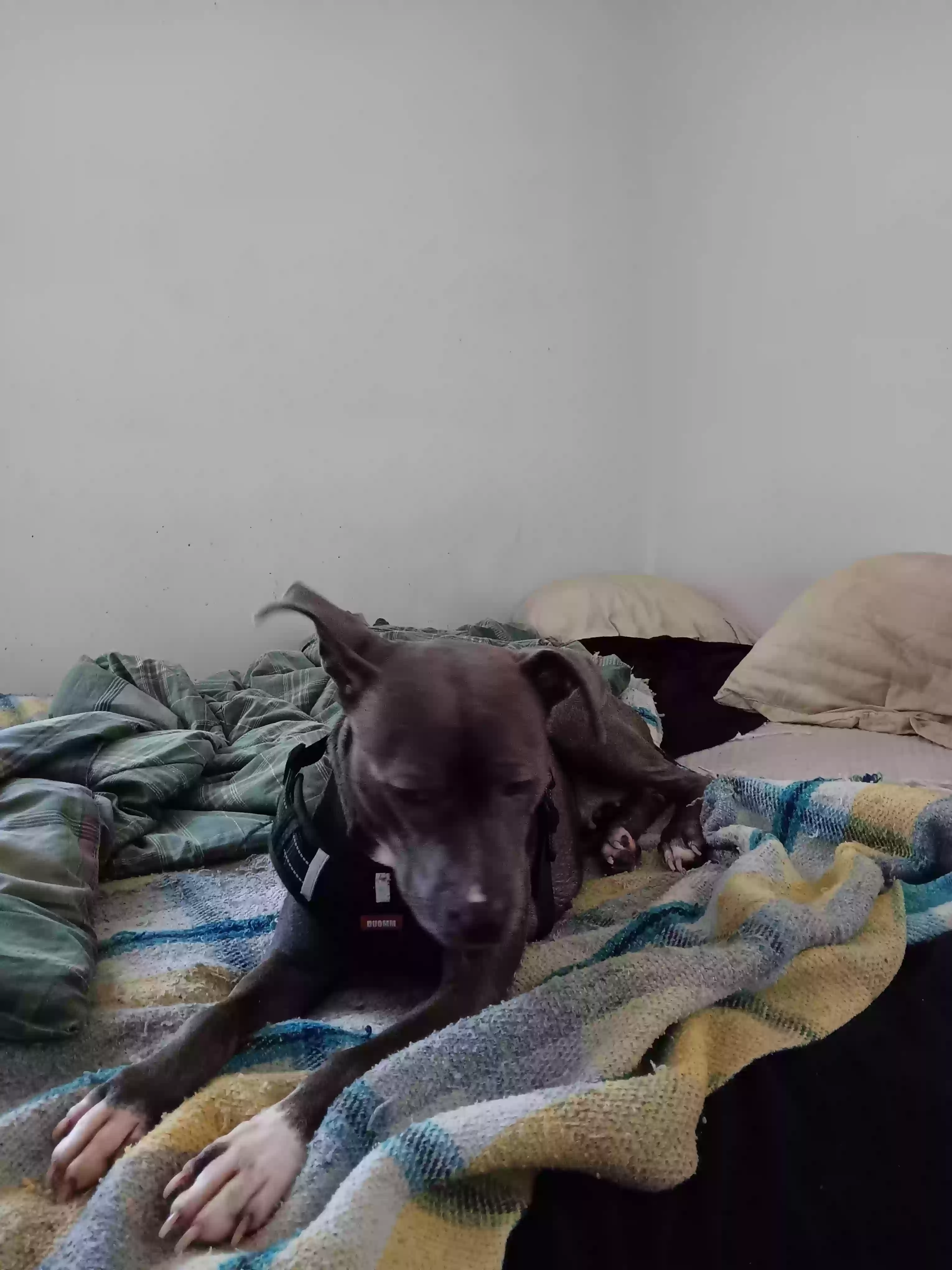 adoptable Dog in Winston Salem,NC named Bella