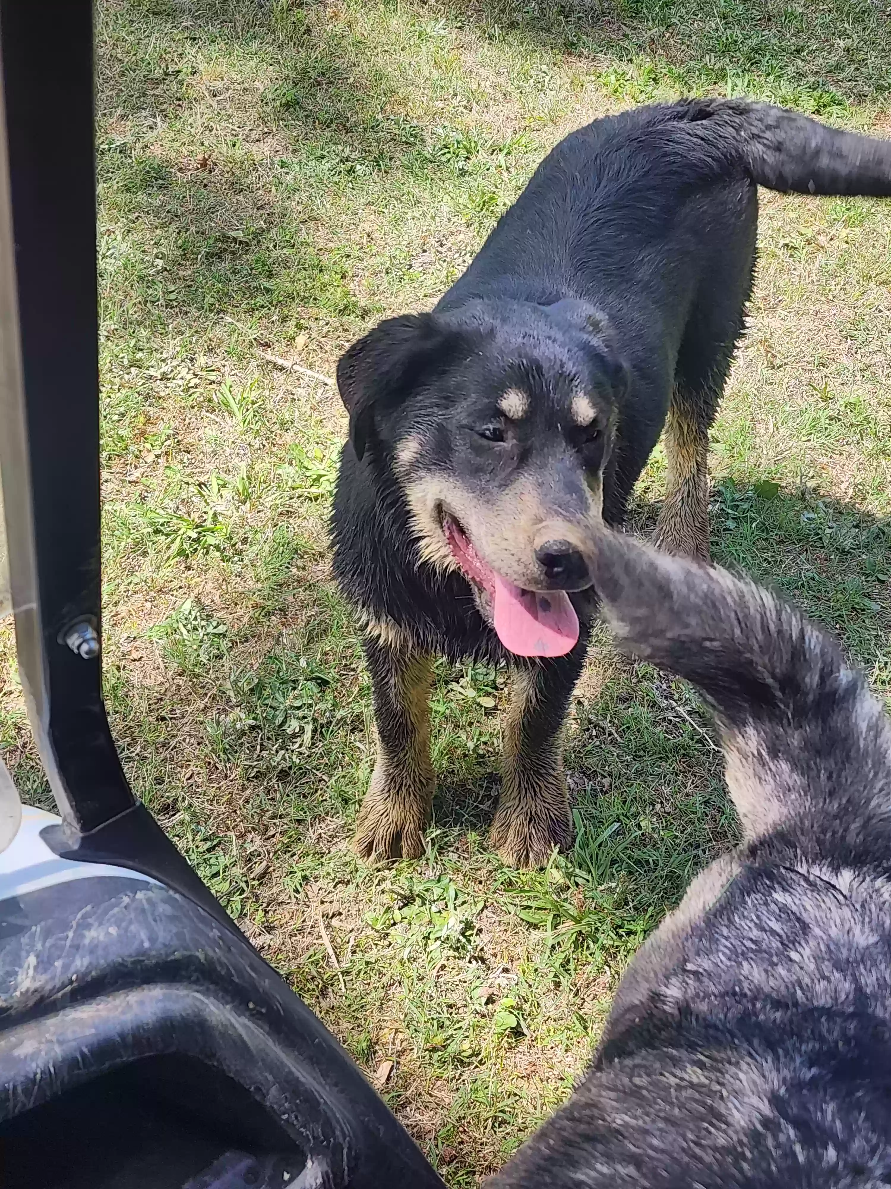 adoptable Dog in Kenly,NC named Winston