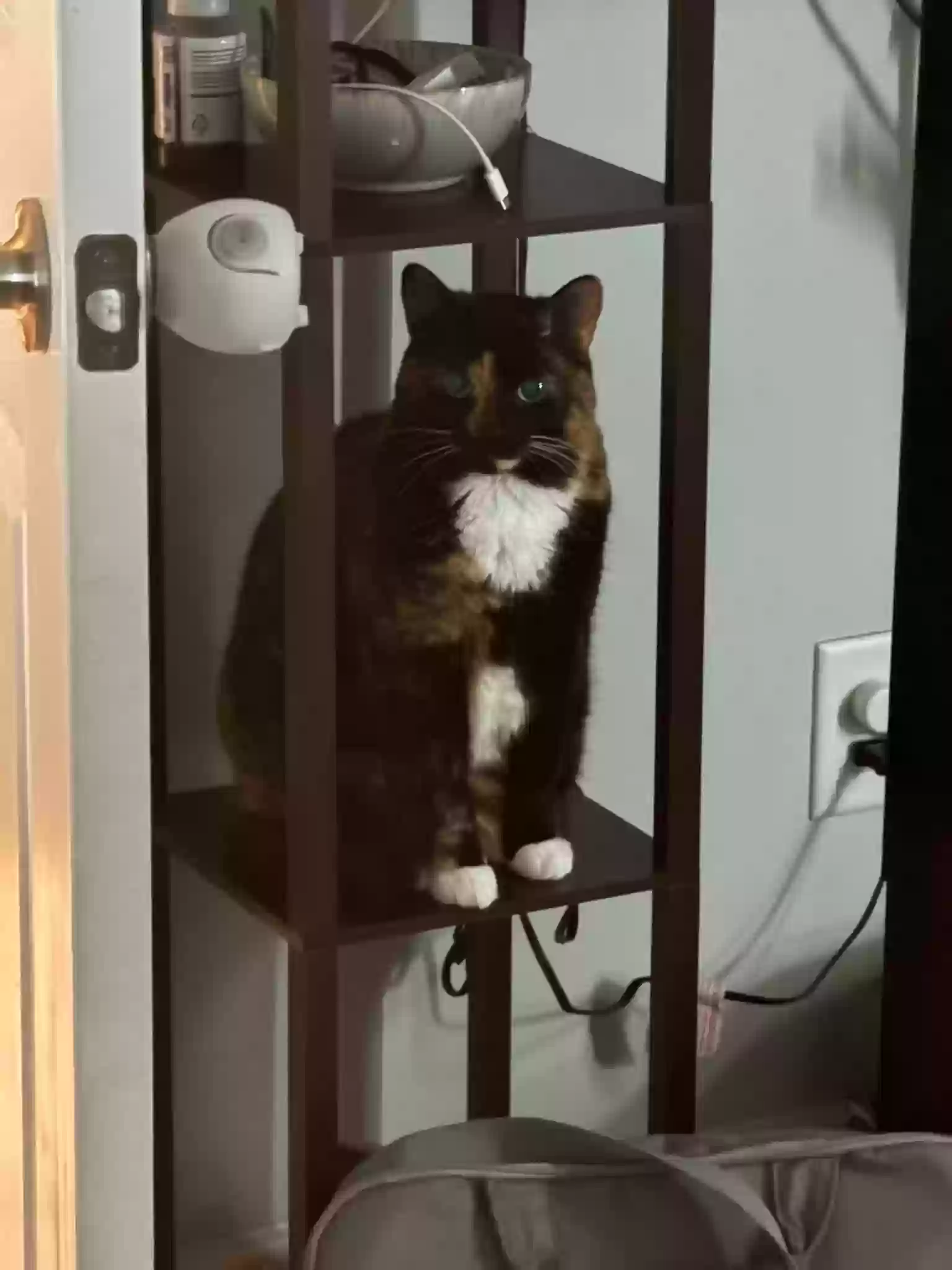 adoptable Cat in Temple,GA named