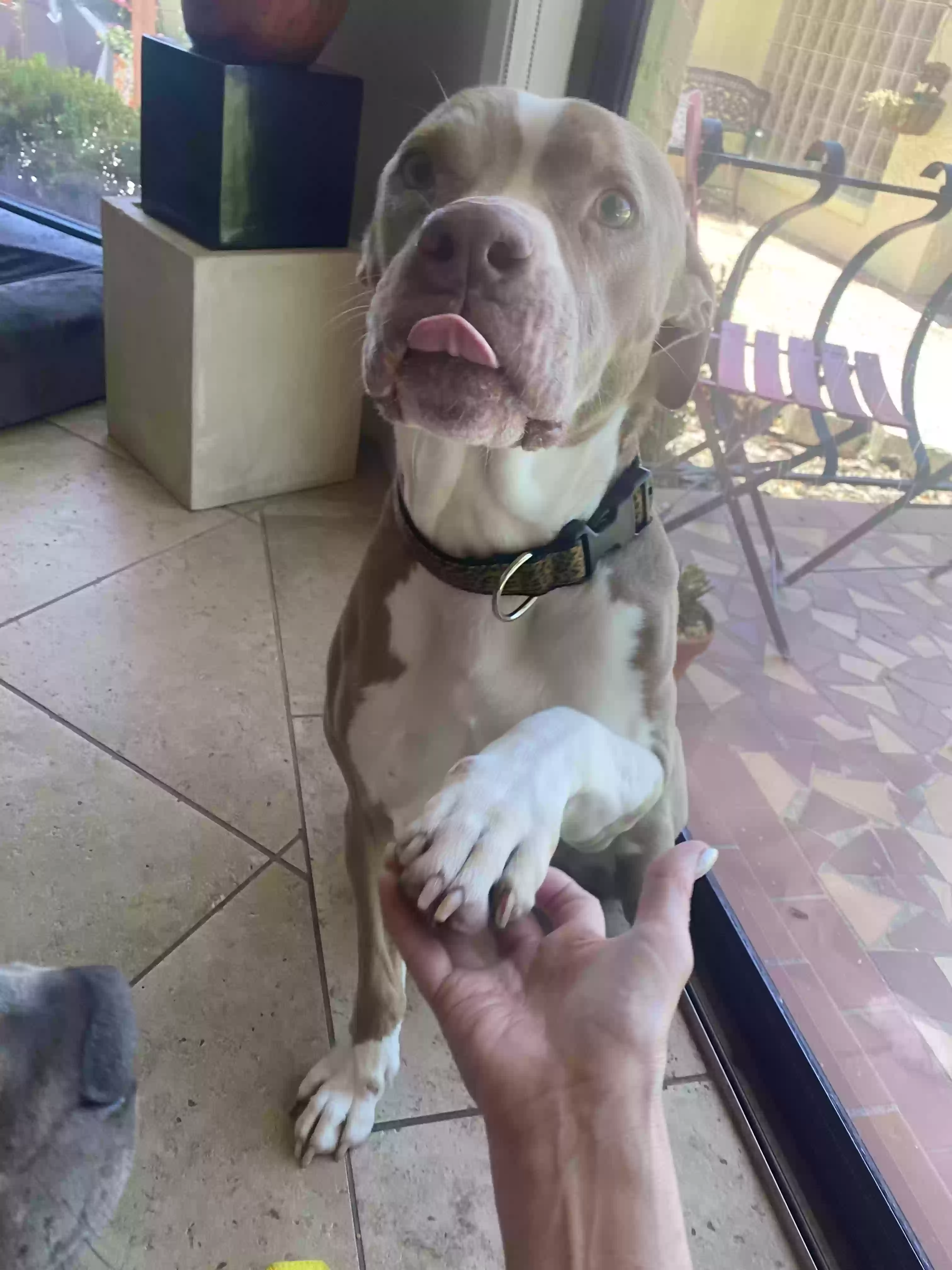 adoptable Dog in Lutz,FL named Cia
