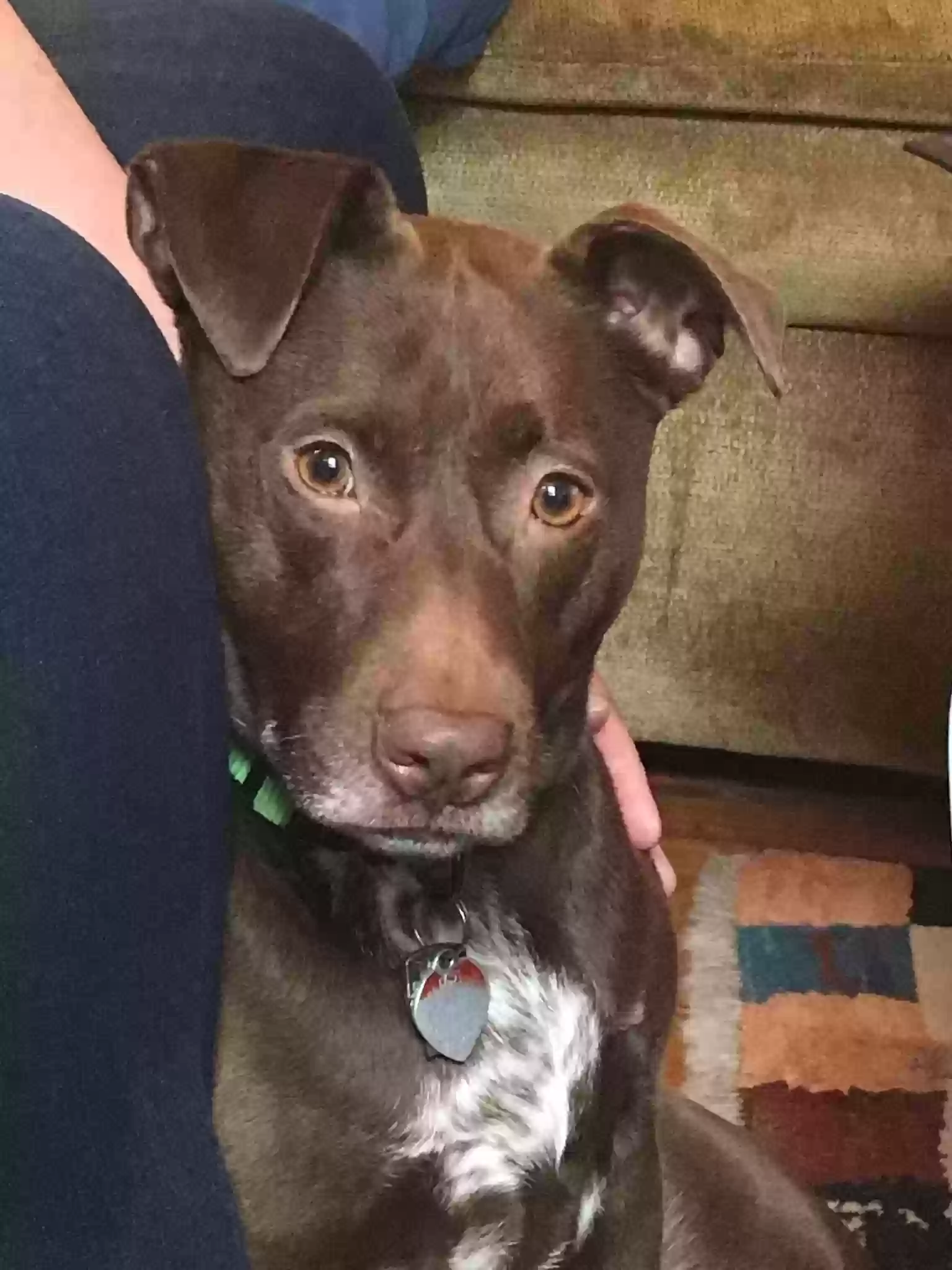 adoptable Dog in Orange,NJ named Choco