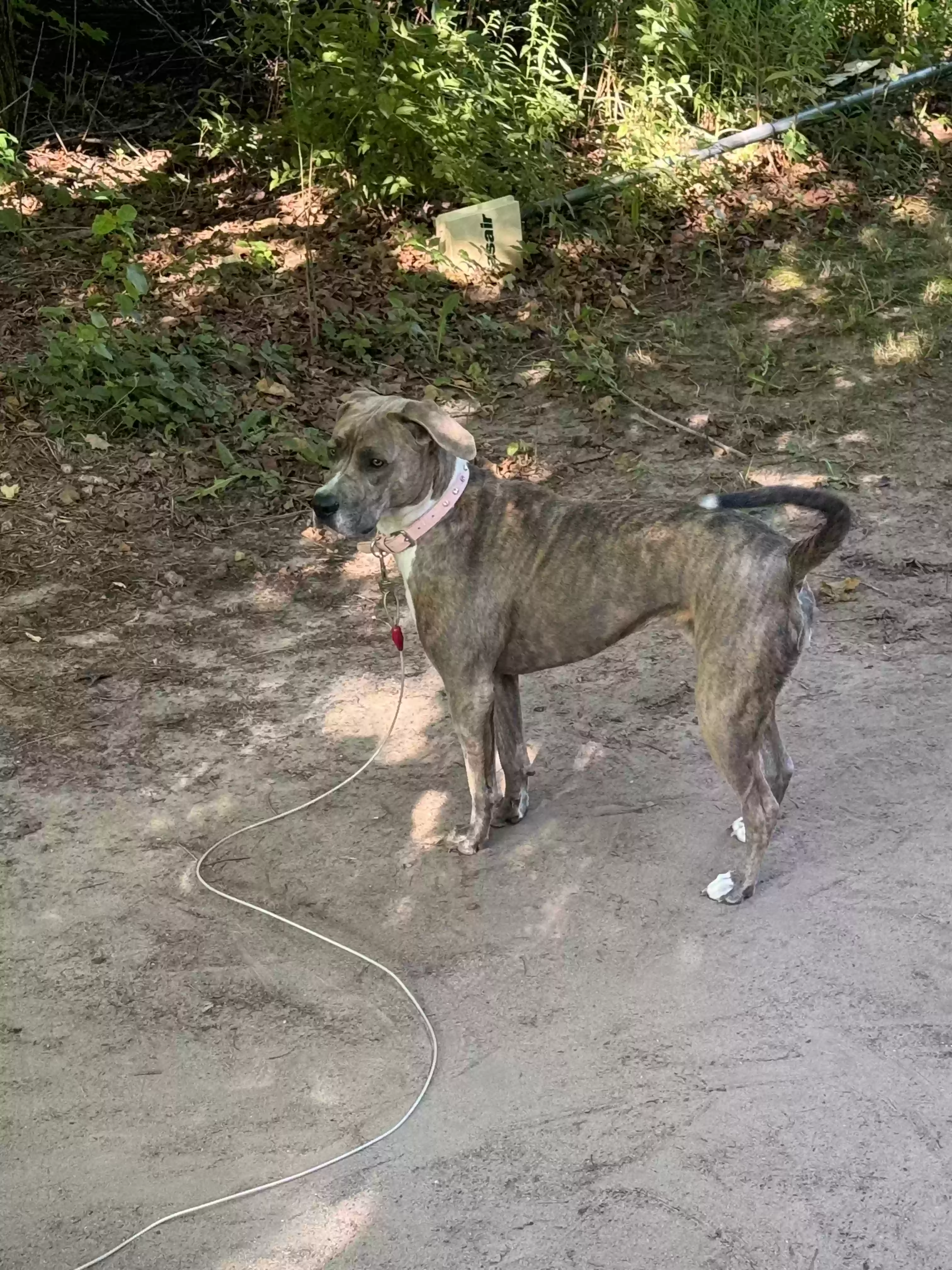 adoptable Dog in Rodney,MI named Mendoza may