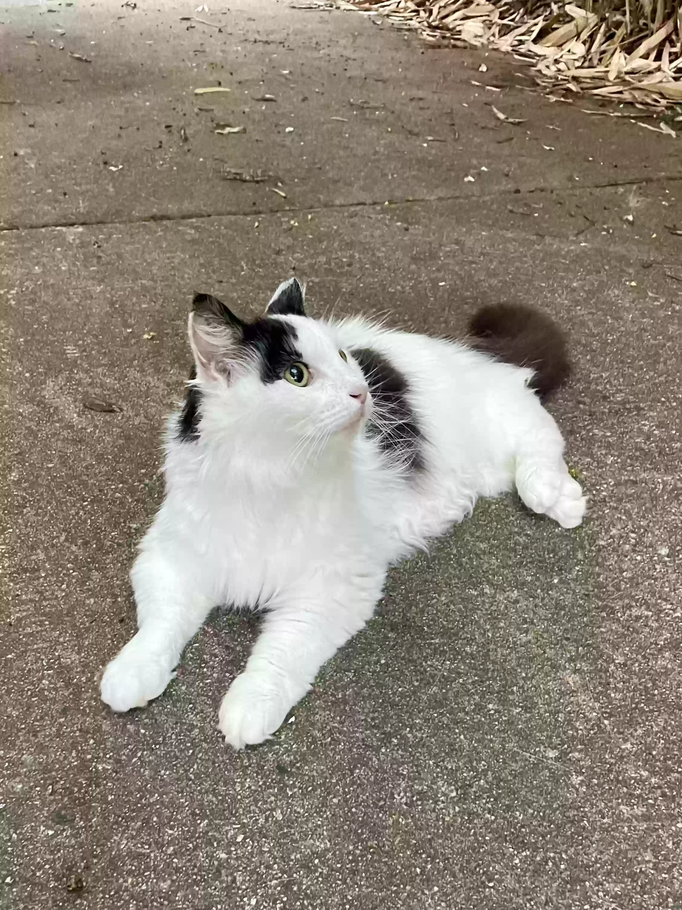 adoptable Cat in Greensboro,NC named Giselle