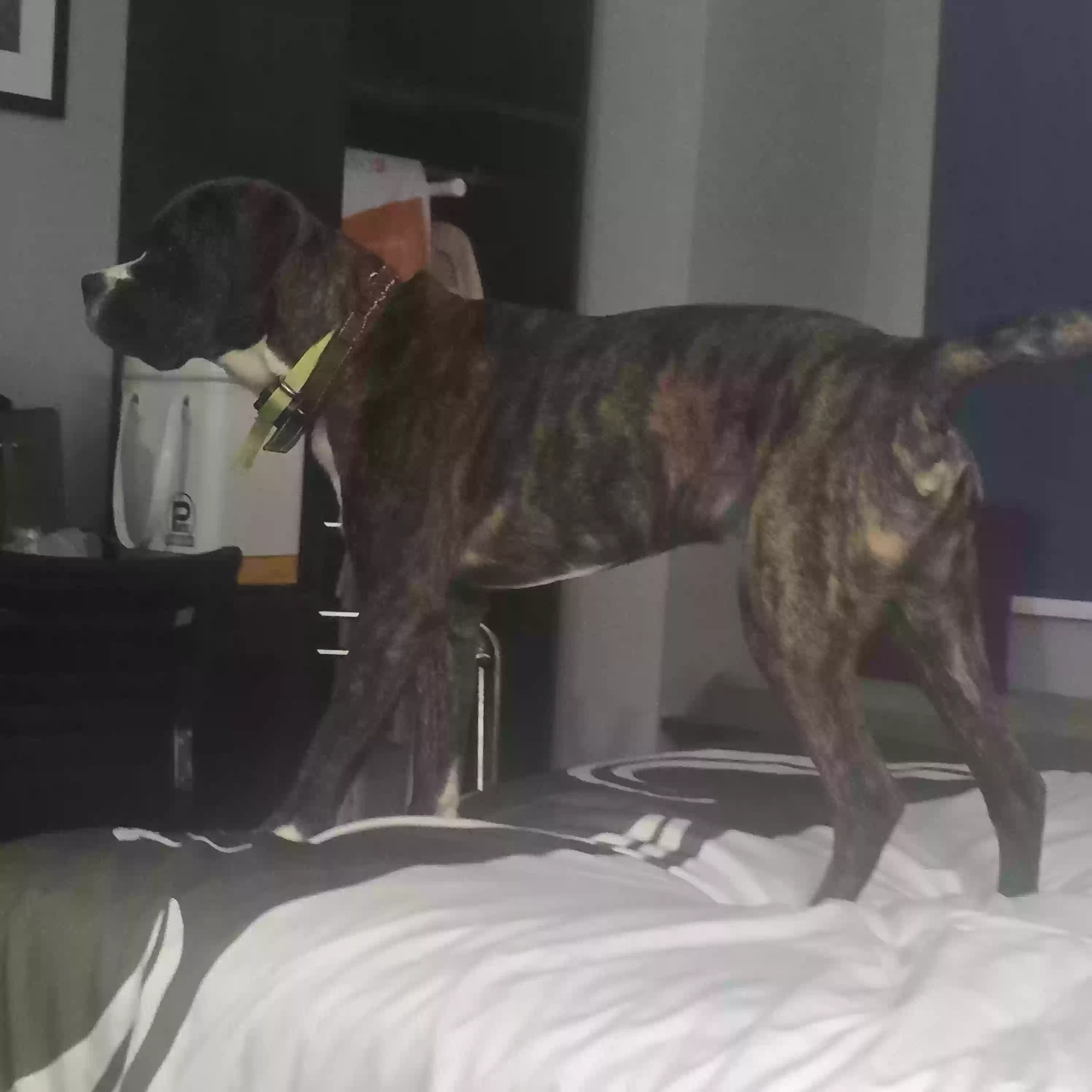 adoptable Dog in Zimmerman,MN named Odin