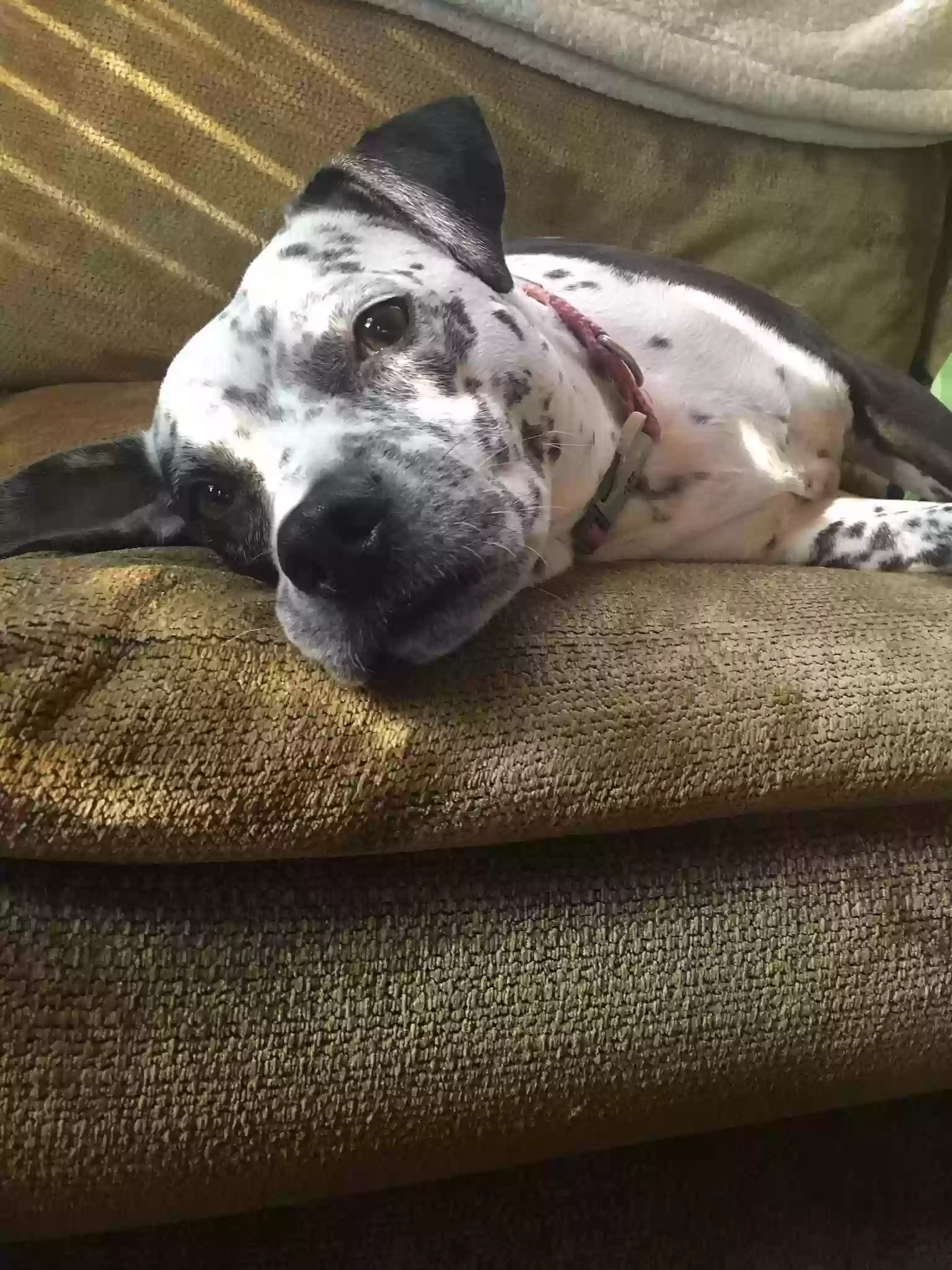 adoptable Dog in Orange,NJ named Coco