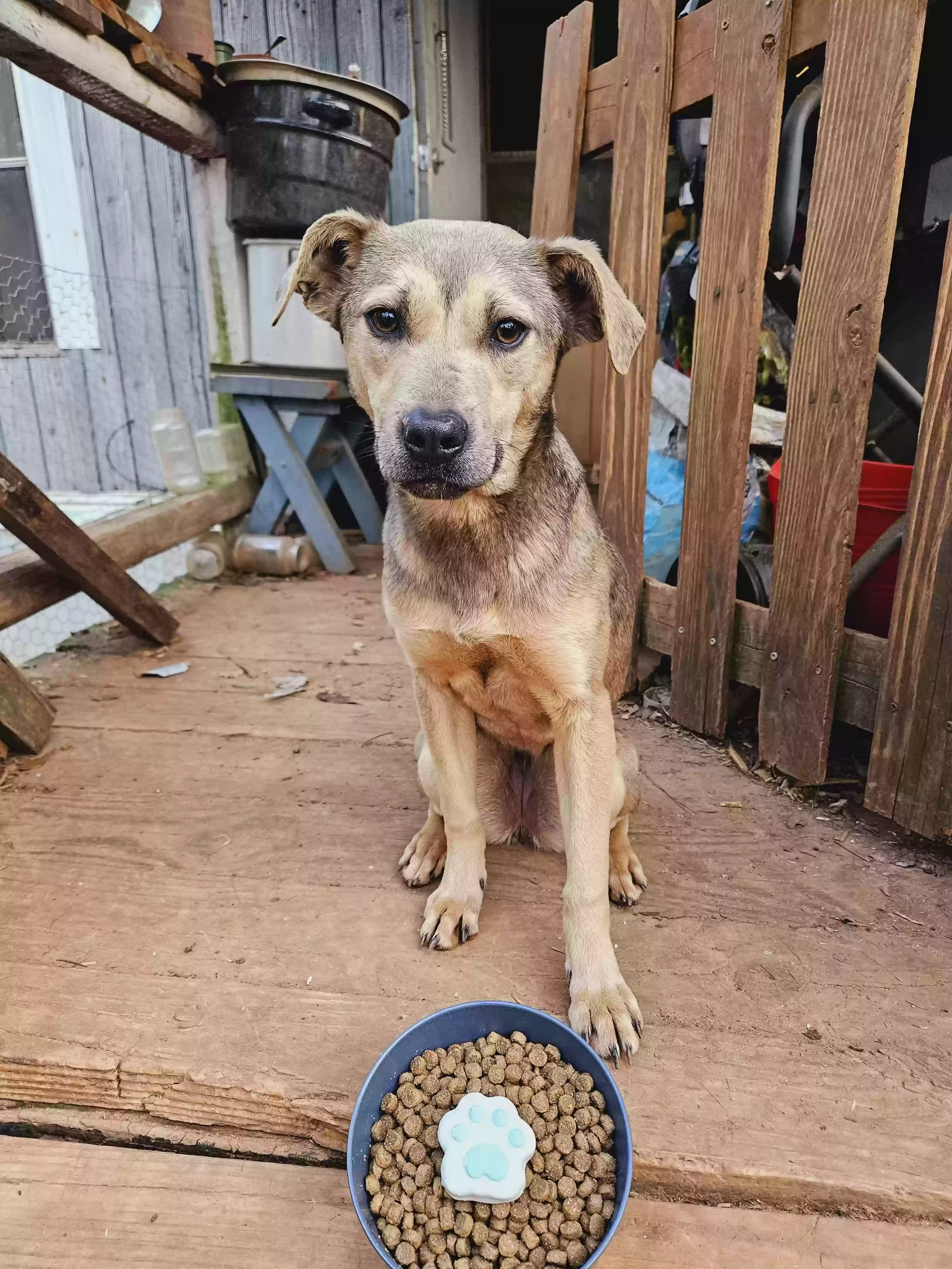 adoptable Dog in Eatonton,GA named Roxie
