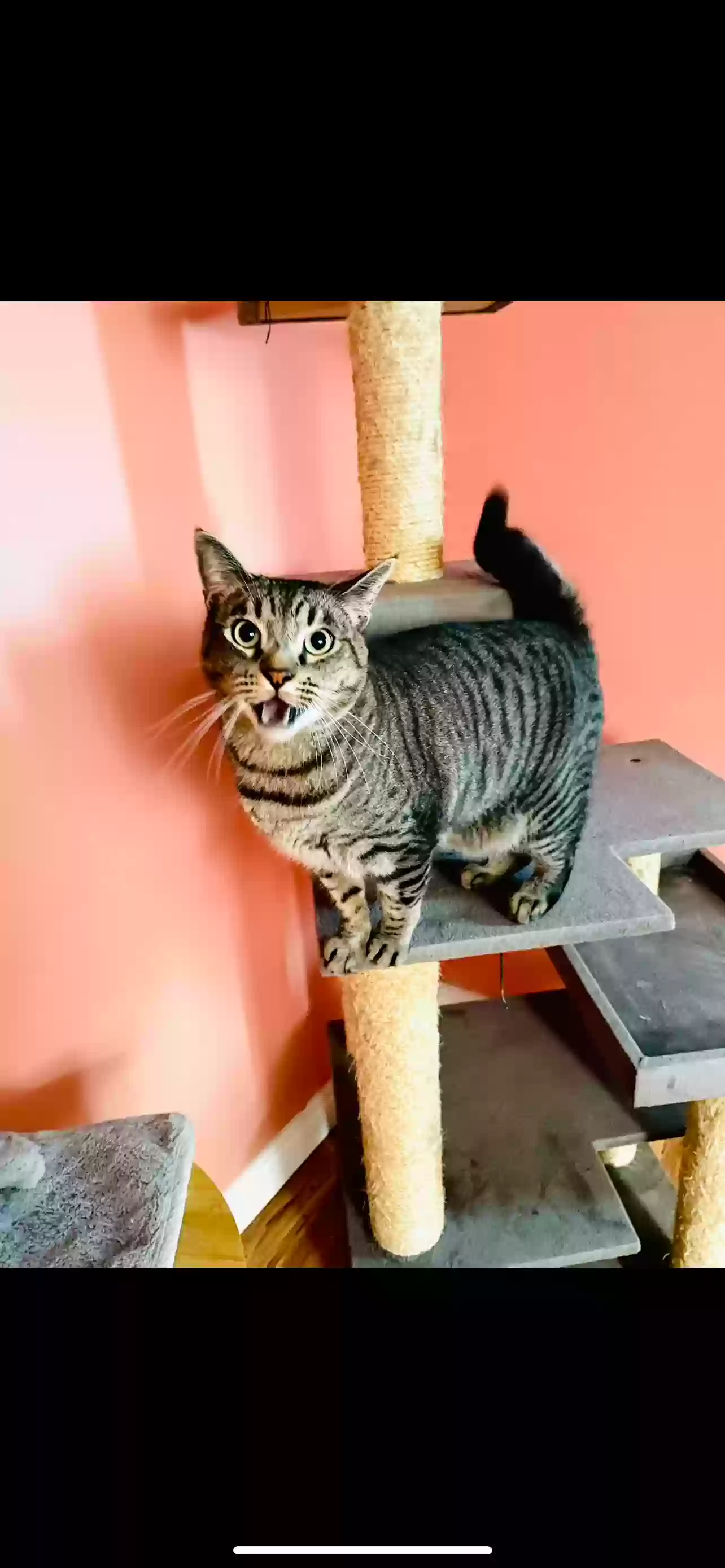adoptable Cat in Anaheim,CA named Cabbage