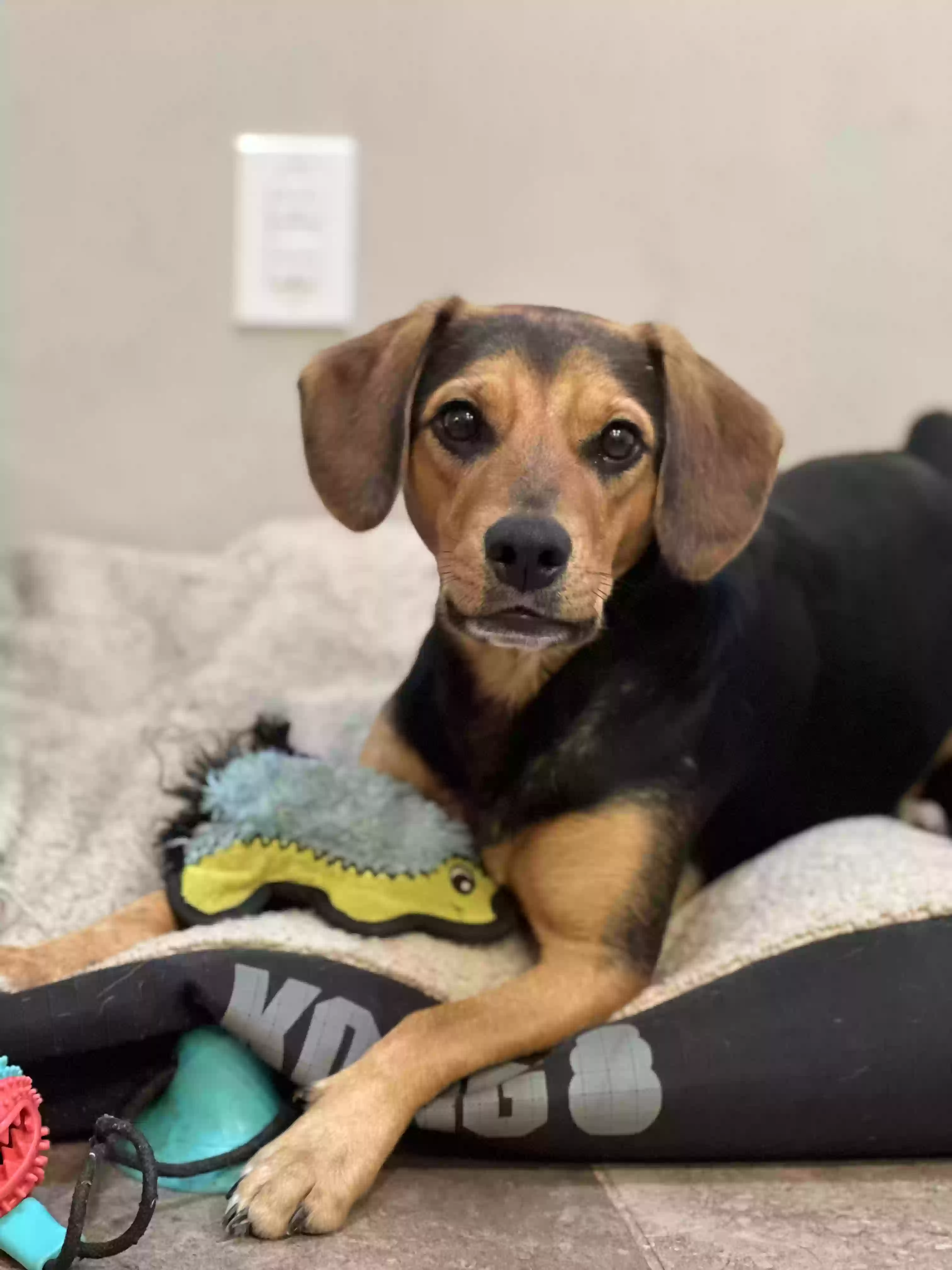 adoptable Dog in Angier,NC named Julius