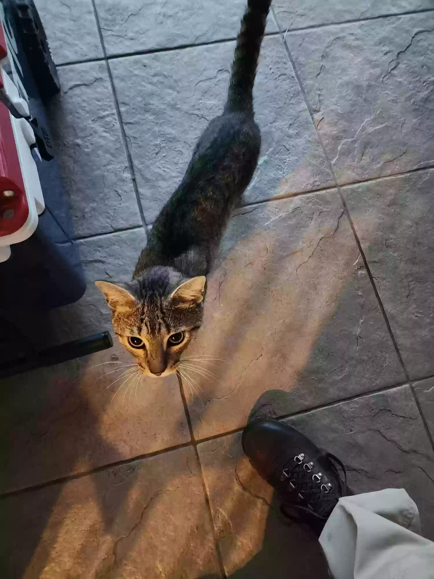 adoptable Cat in Melbourne,FL named Doug