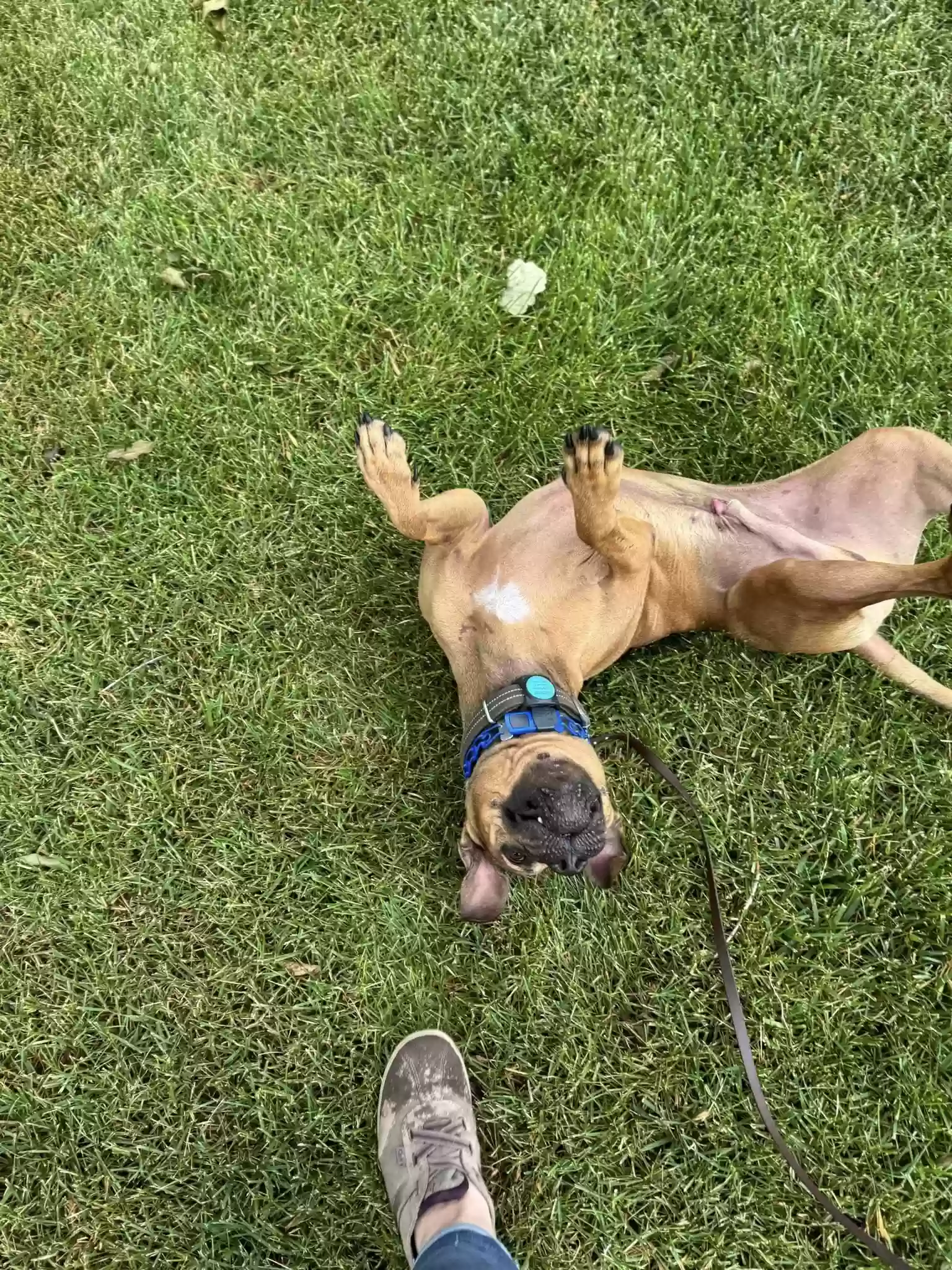adoptable Dog in Sublette,KS named Mars