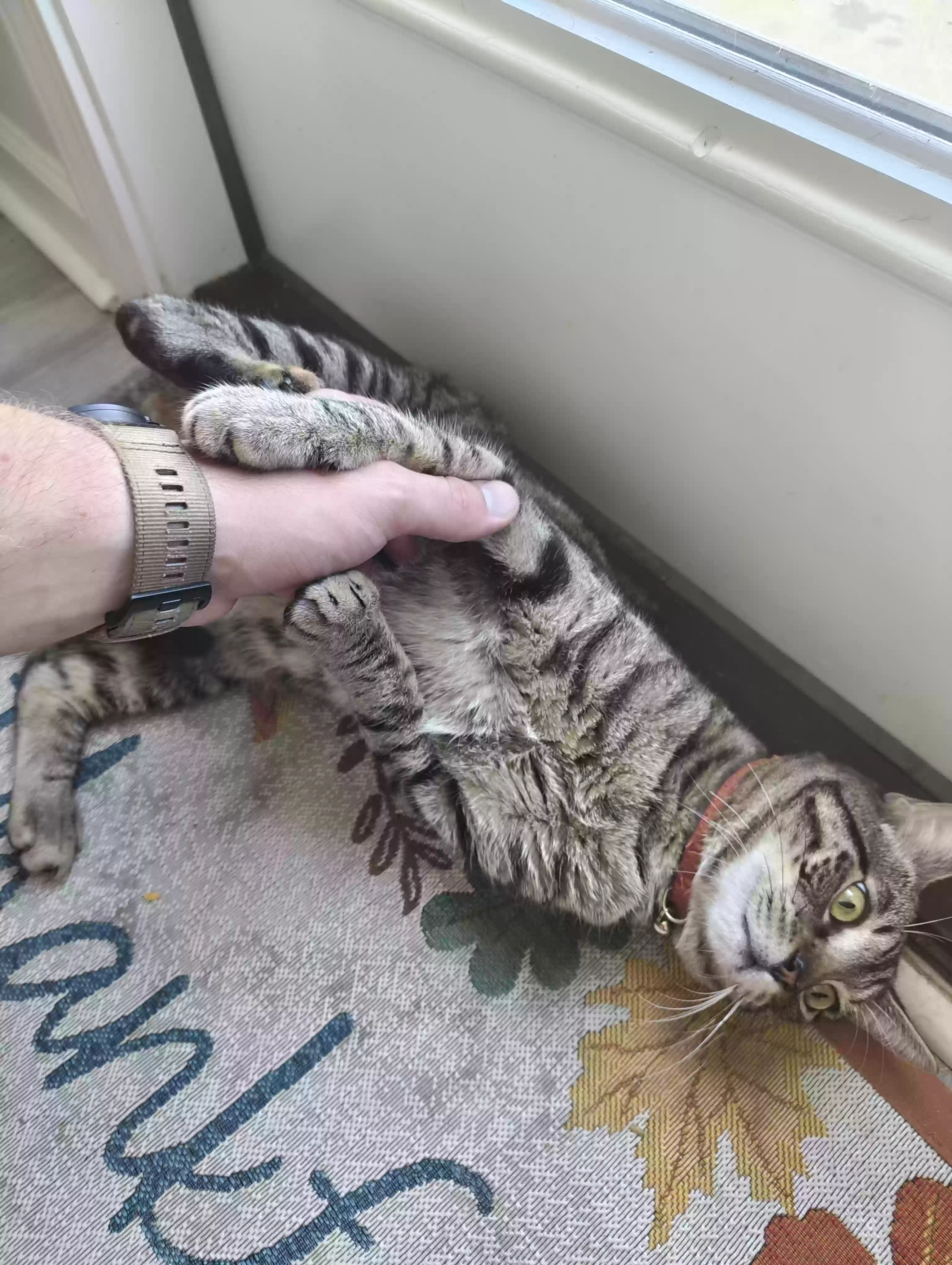 adoptable Cat in Ludowici,GA named Cedric