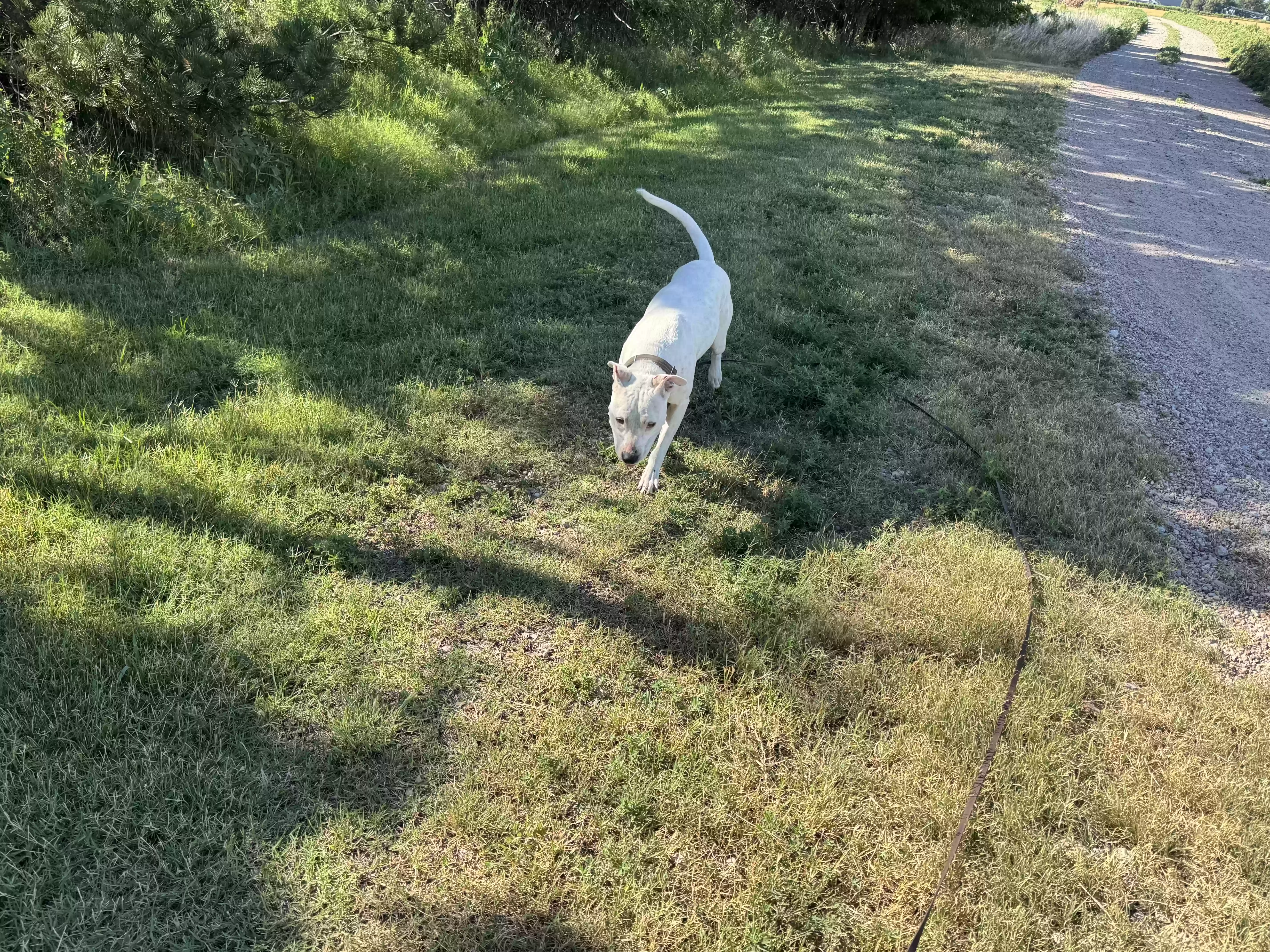adoptable Dog in Sublette,KS named Zoe