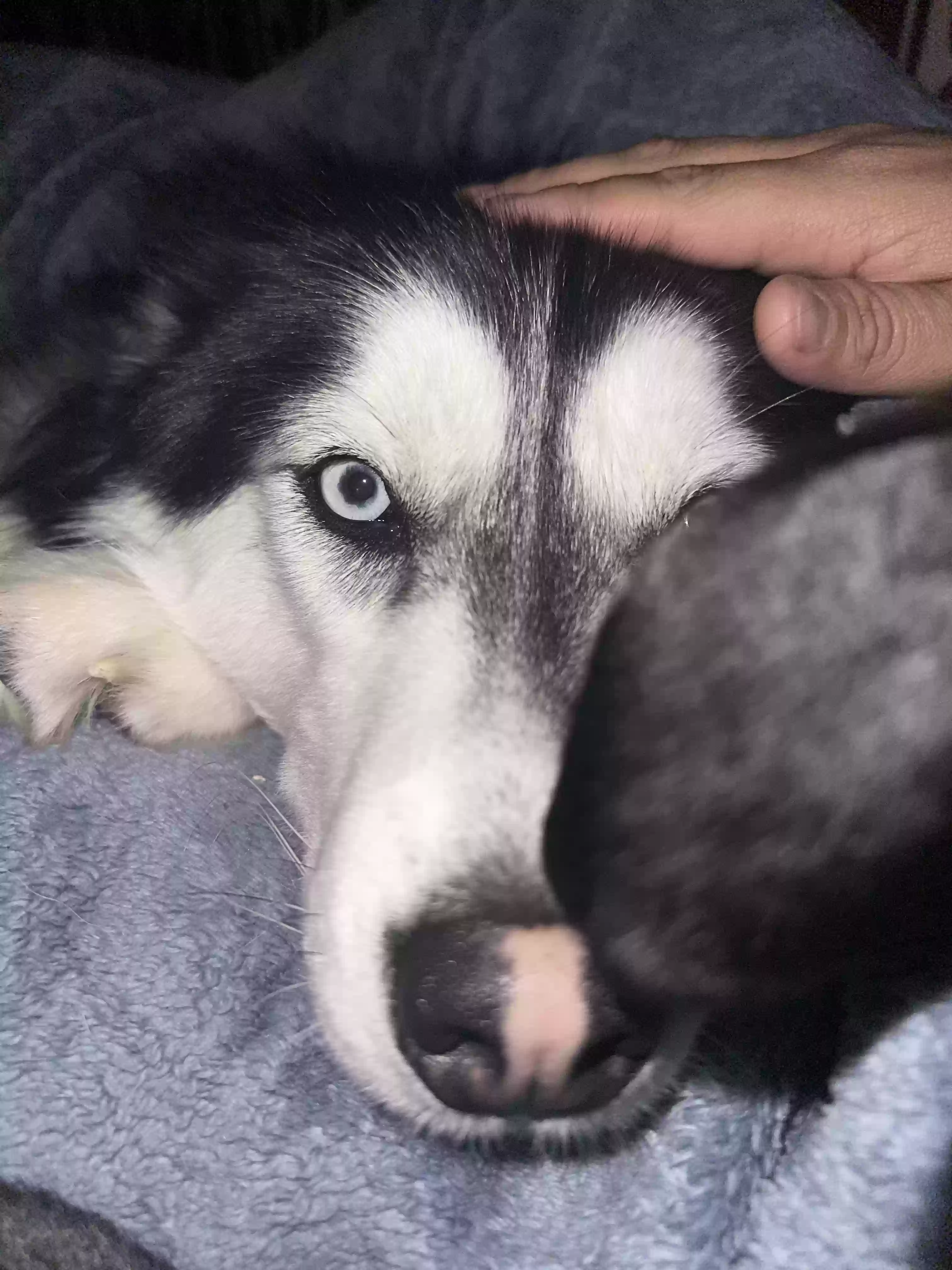 adoptable Dog in Espanola,NM named medusa