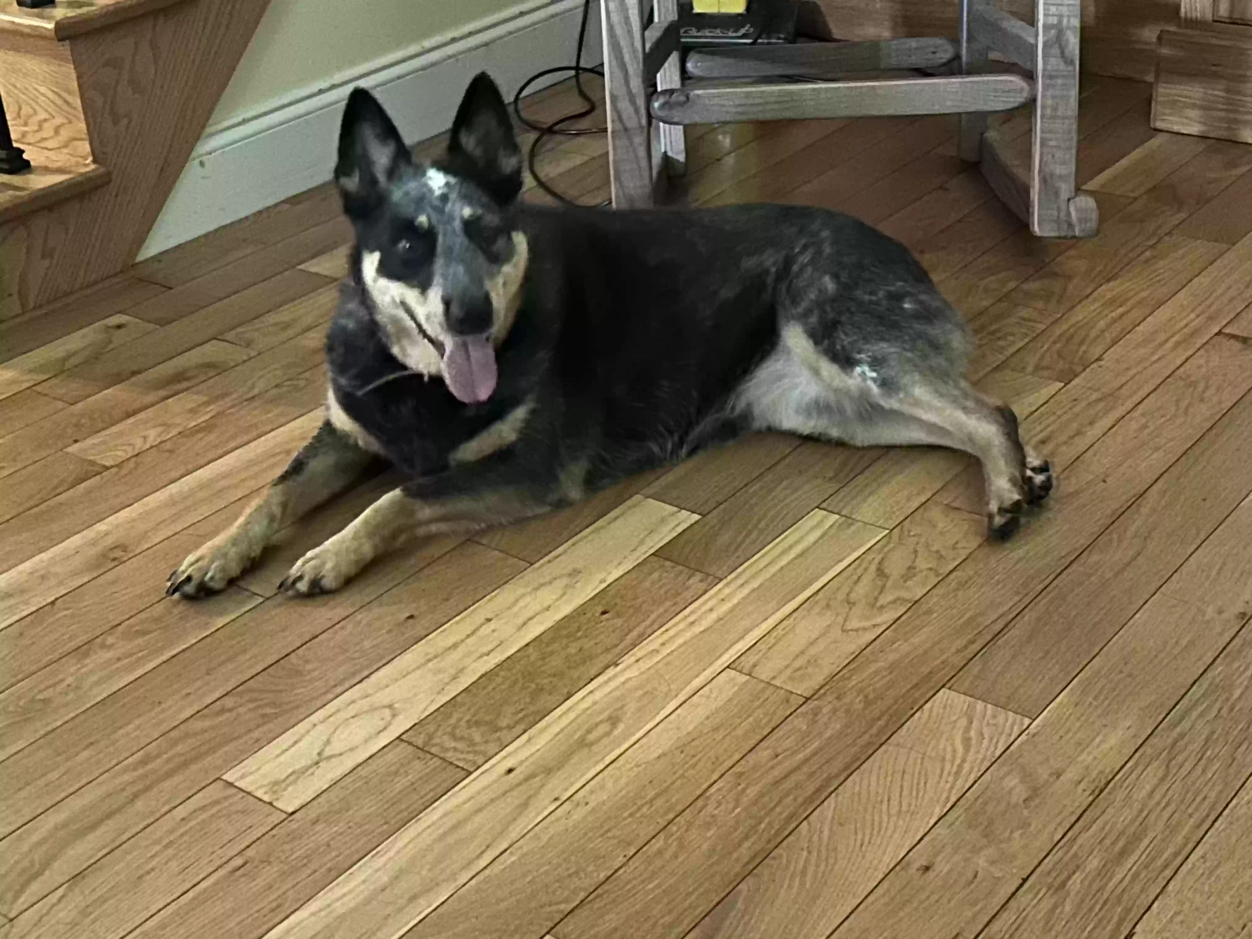 adoptable Dog in Blairsville,GA named Zoe
