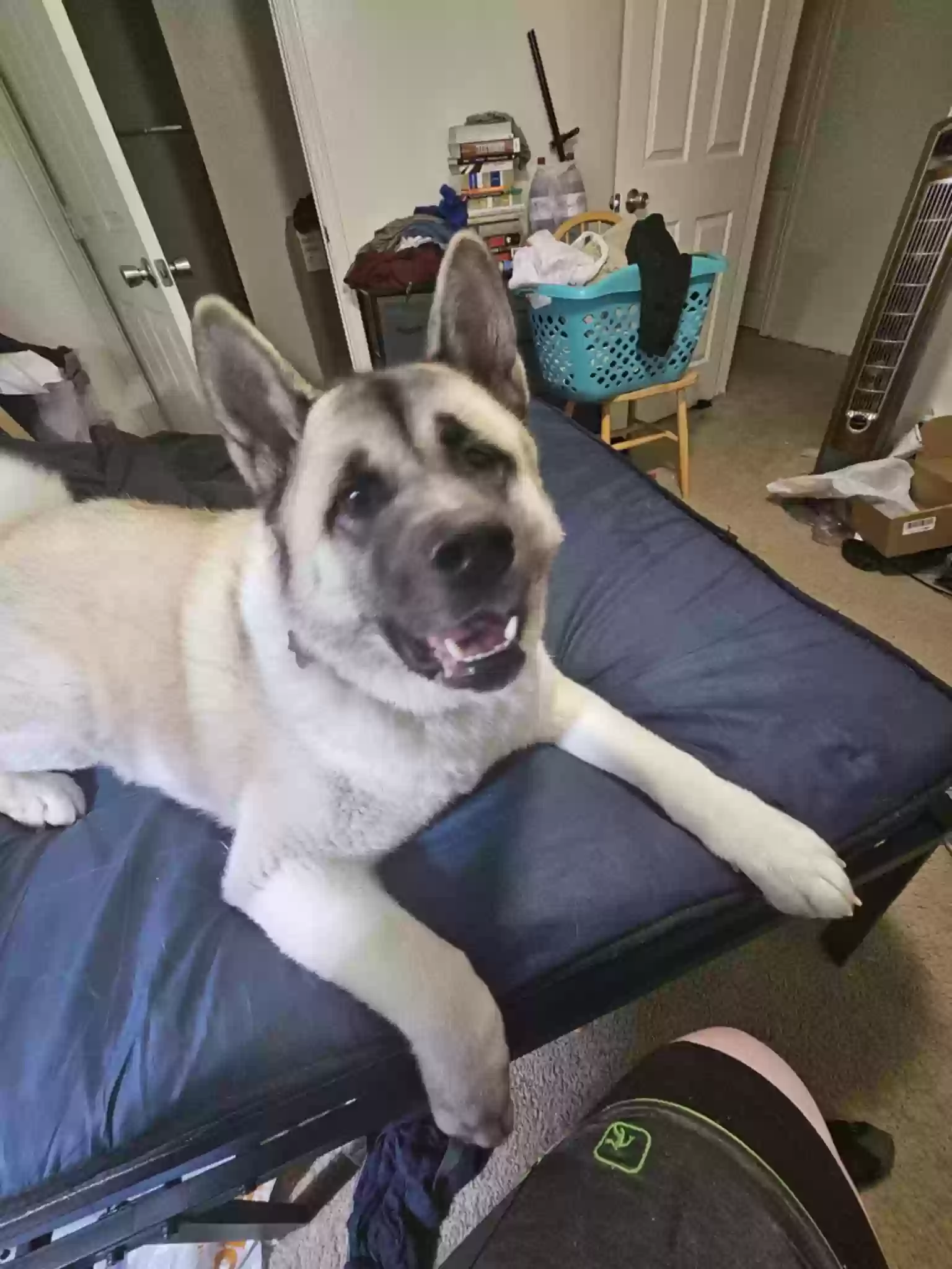 adoptable Dog in Alice,TX named Nola