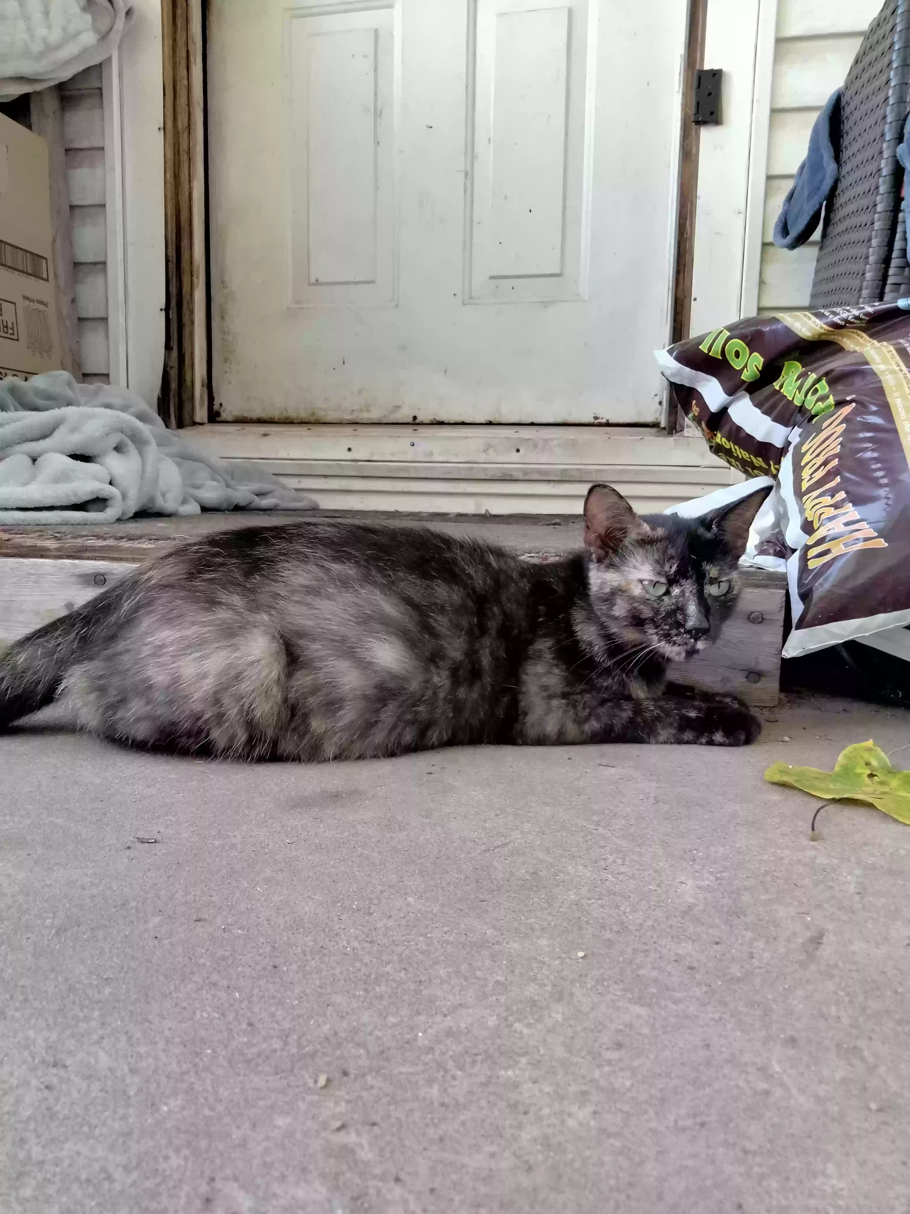adoptable Cat in Parkersburg,WV named Unknown
