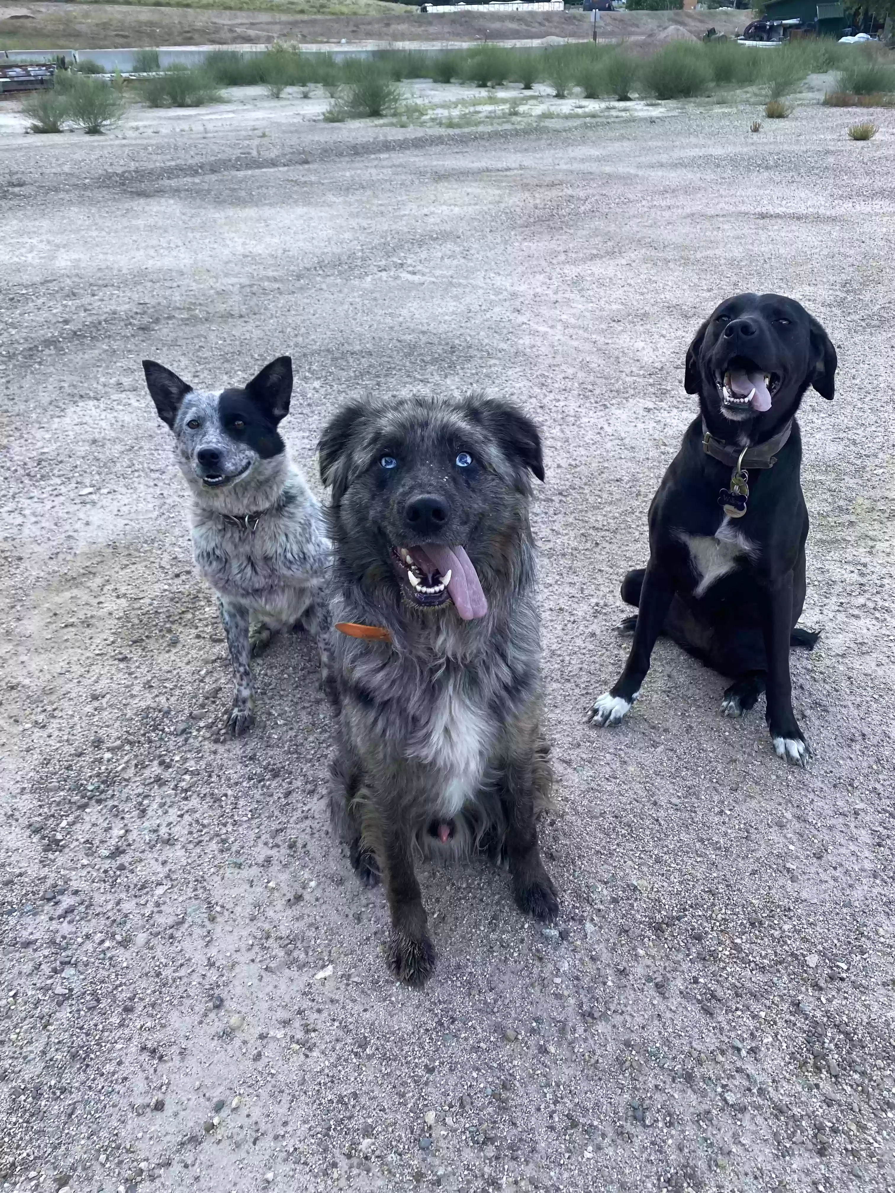 adoptable Dog in Caldwell,ID named Rooster