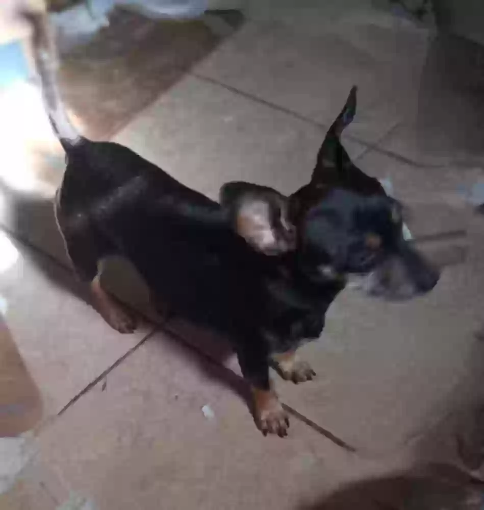 adoptable Dog in Sebring,FL named Stumpy