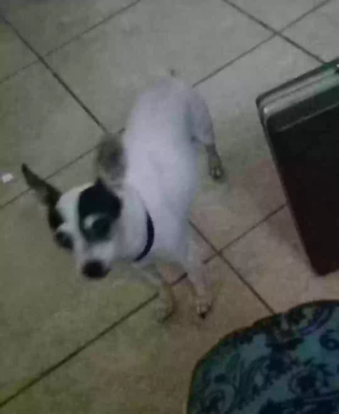 adoptable Dog in Sebring,FL named Bandit