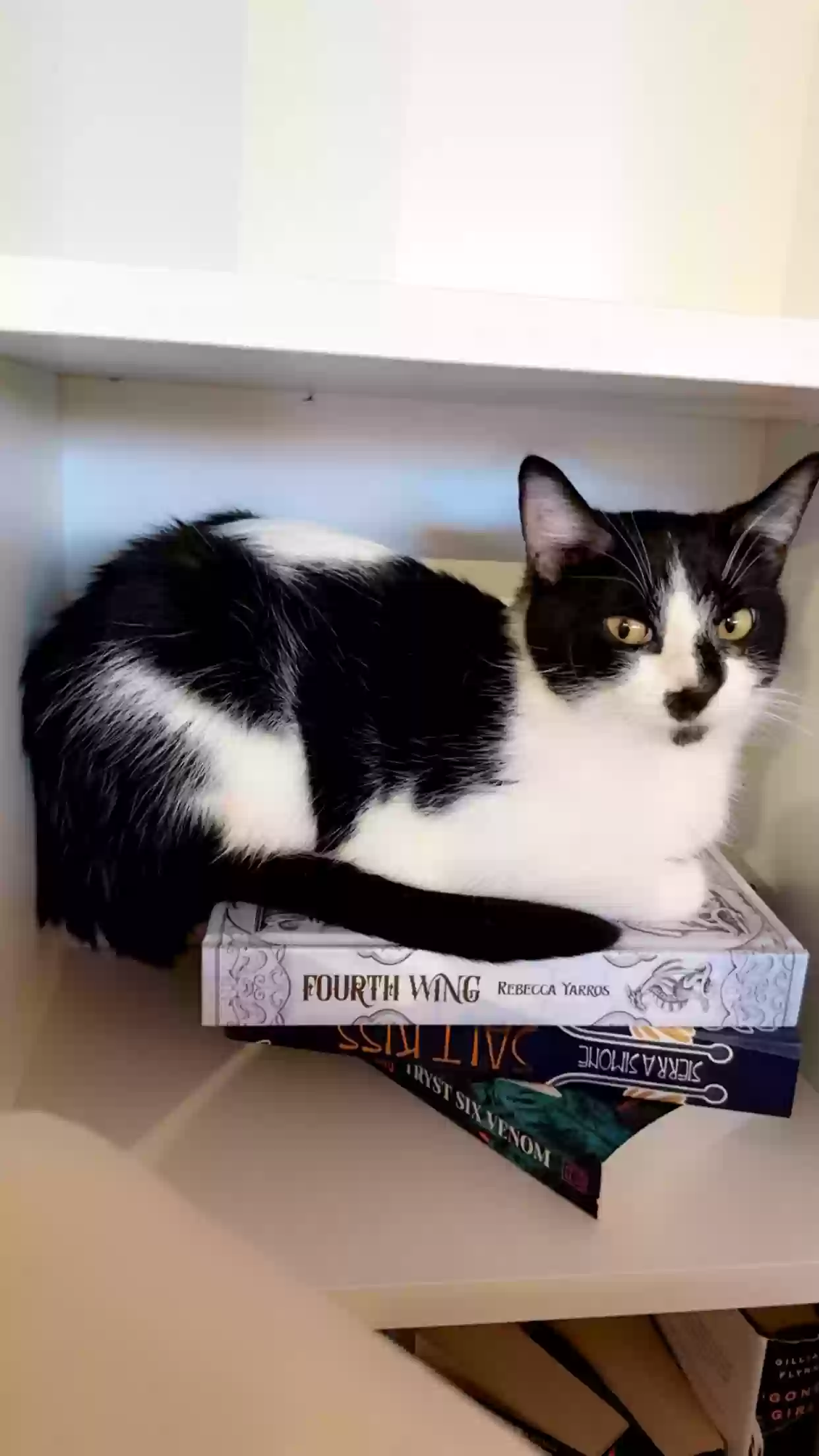 adoptable Cat in De Soto,IA named Ramen