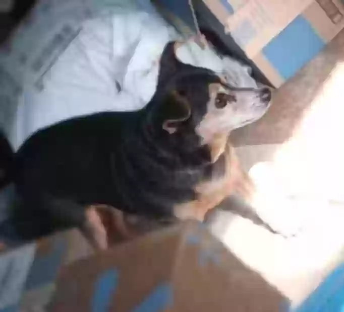 adoptable Dog in Sebring,FL named Little bit