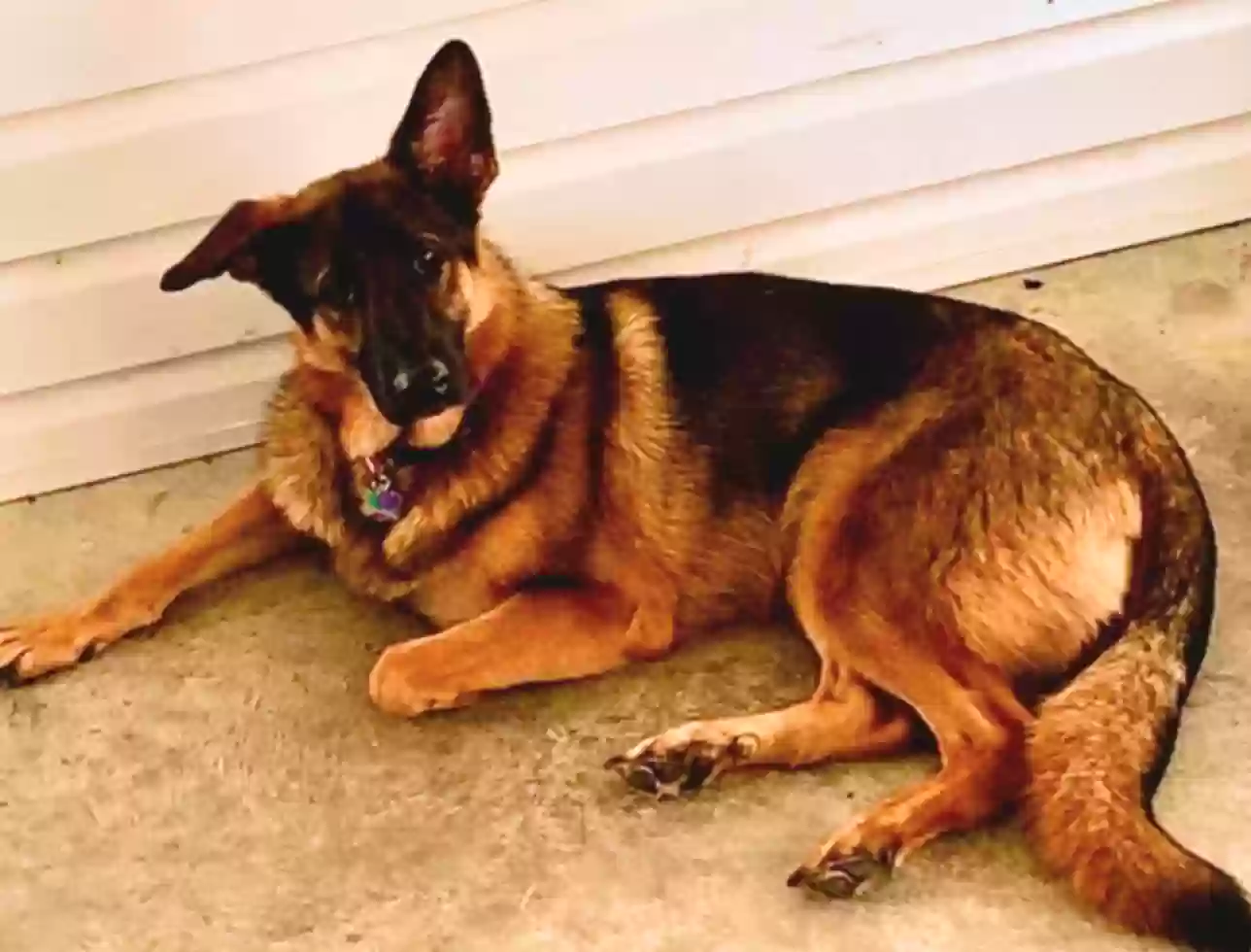 adoptable Dog in Rome,GA named Khole