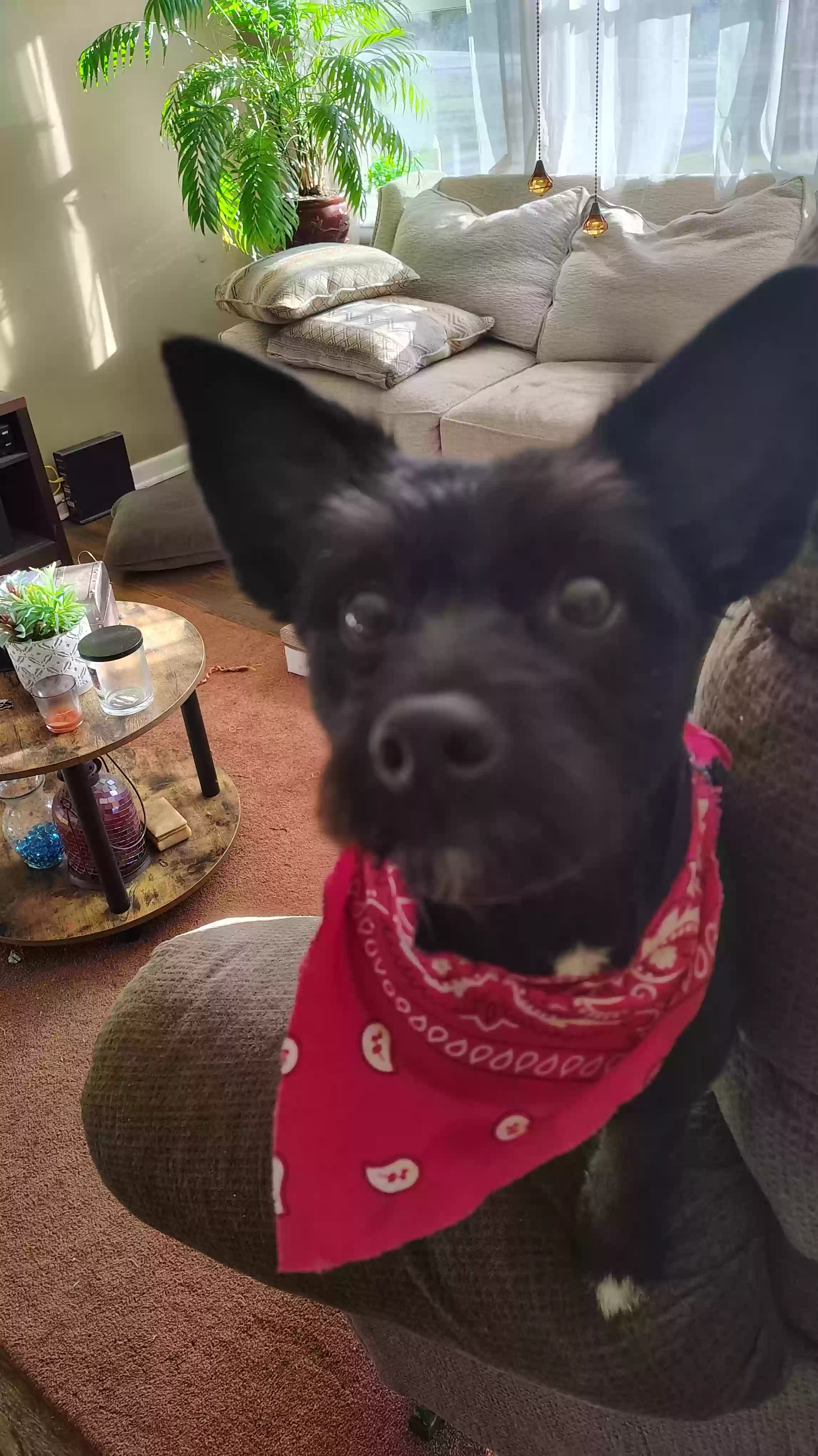 adoptable Dog in Mableton,GA named Susie