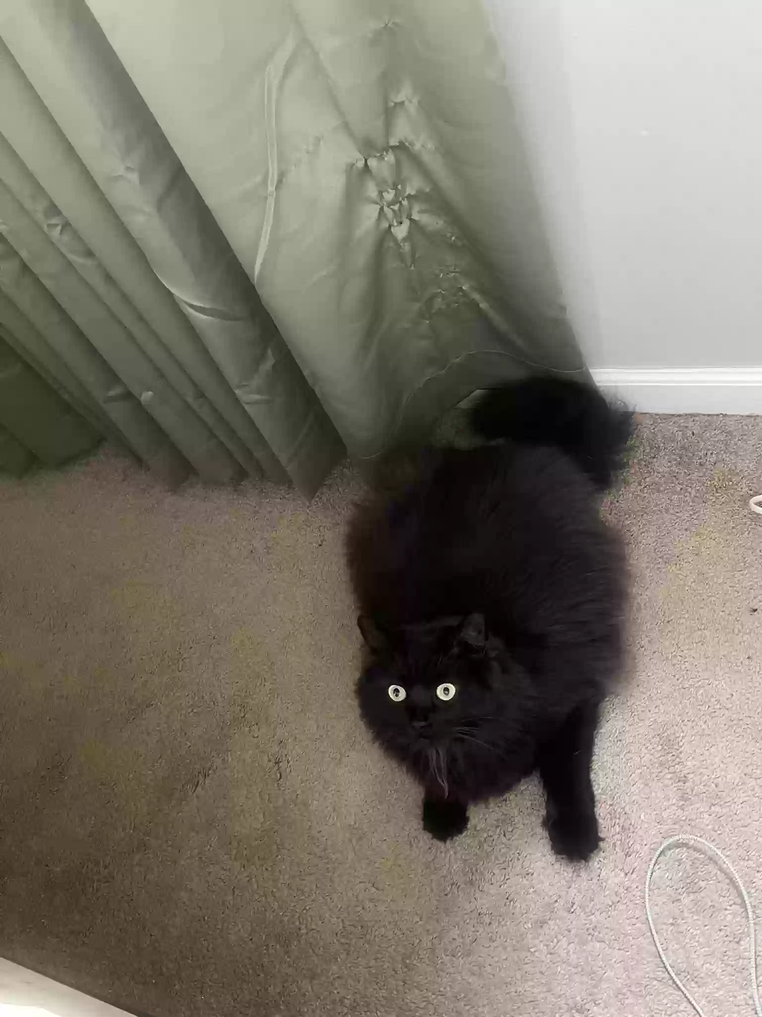 adoptable Cat in Mcdonough,GA named Leo