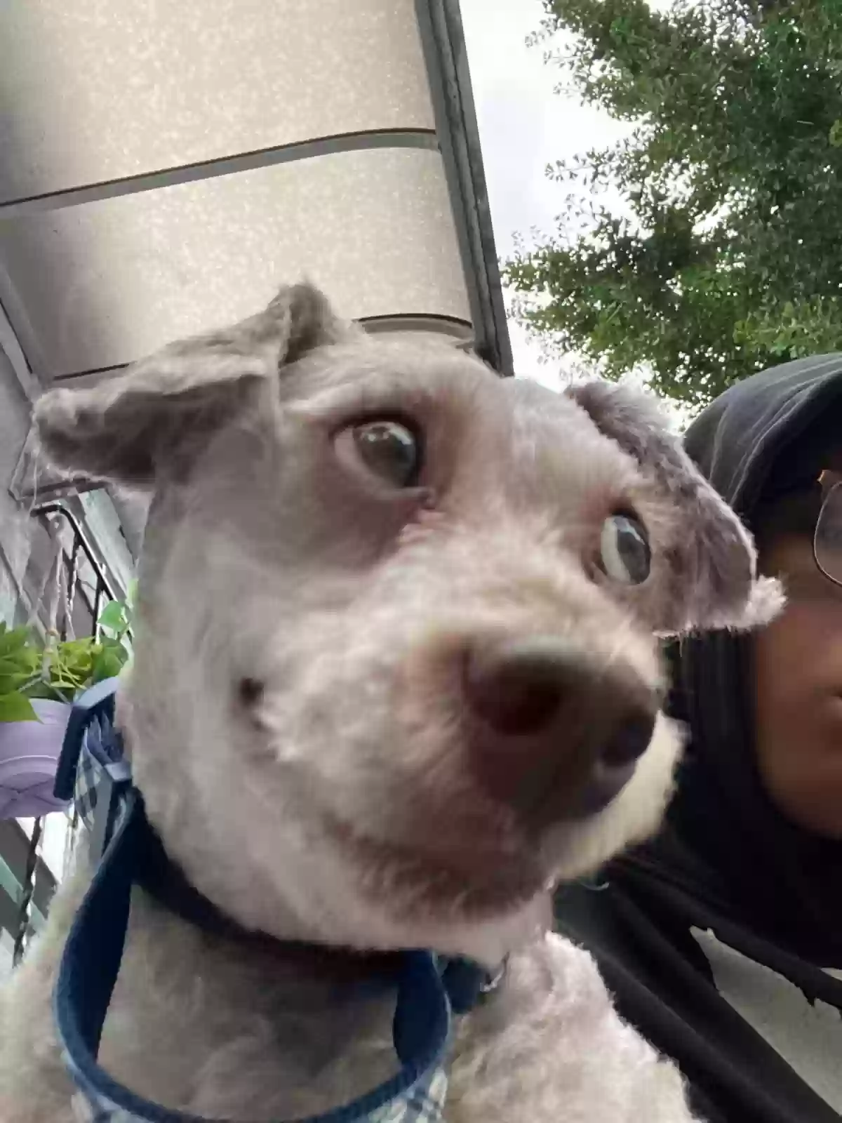 adoptable Dog in Jamaica,NY named Scrappy