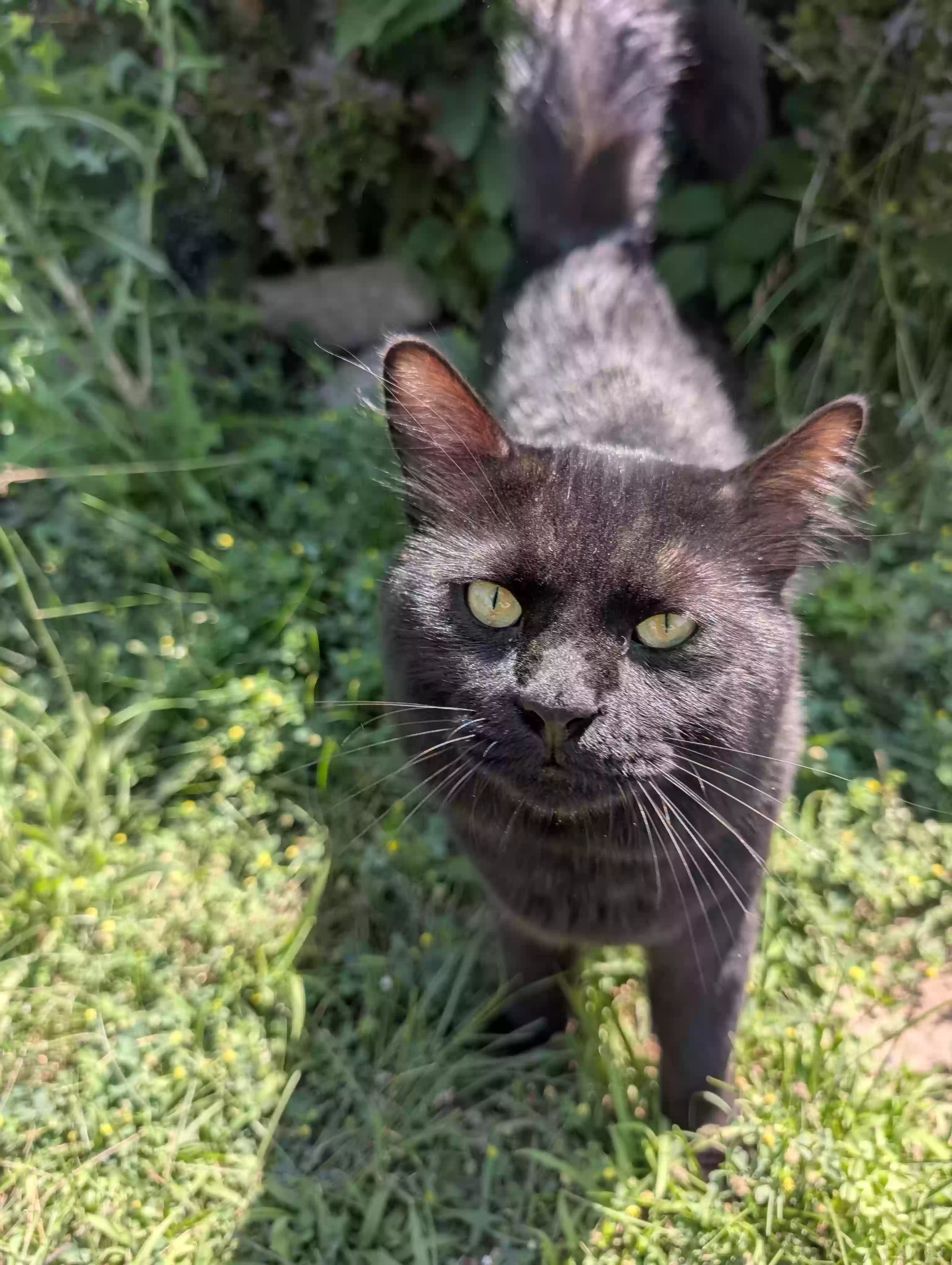 adoptable Cat in Imlay City,MI named Stormy
