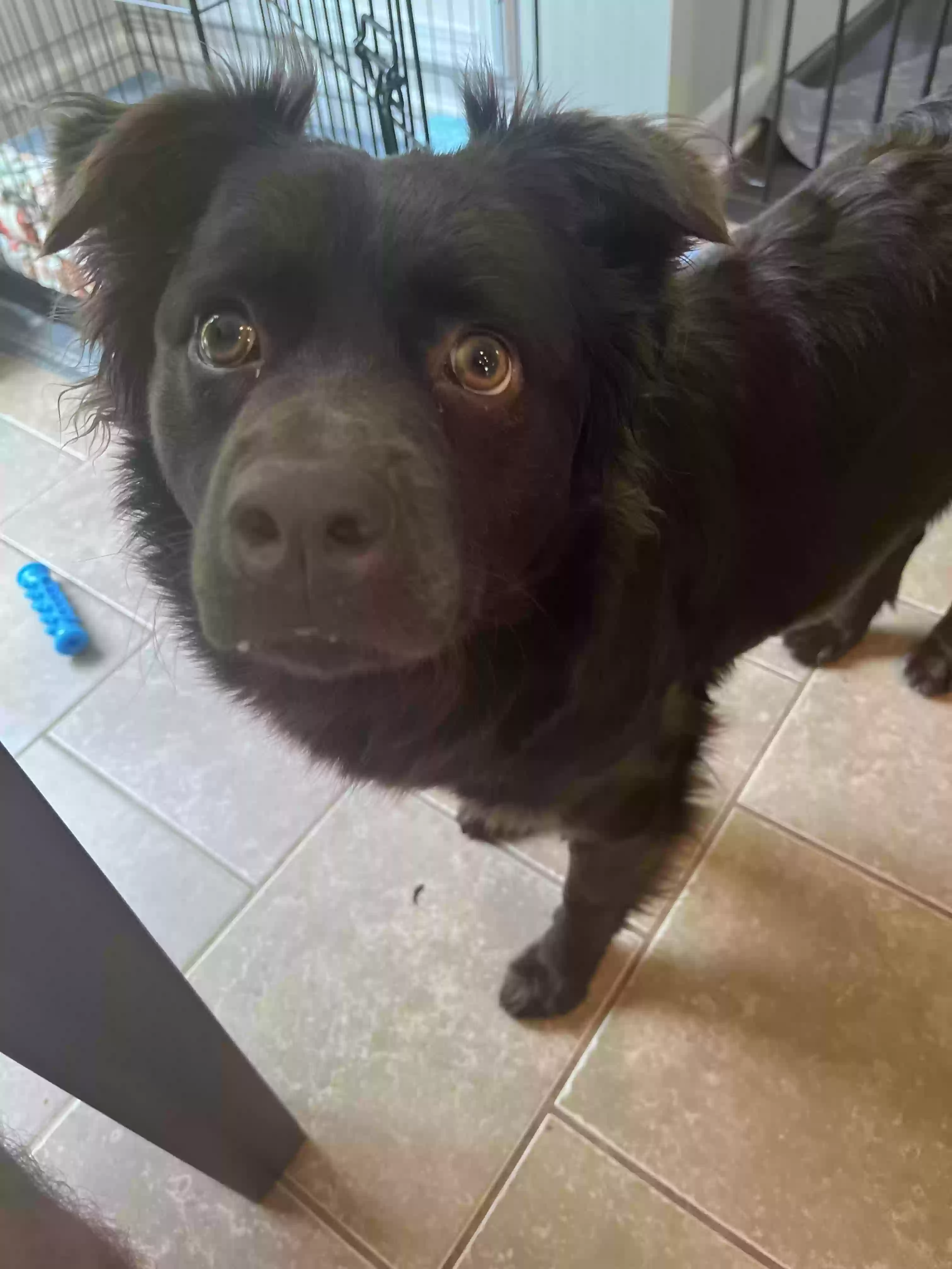 adoptable Dog in Knoxville,TN named Hershey