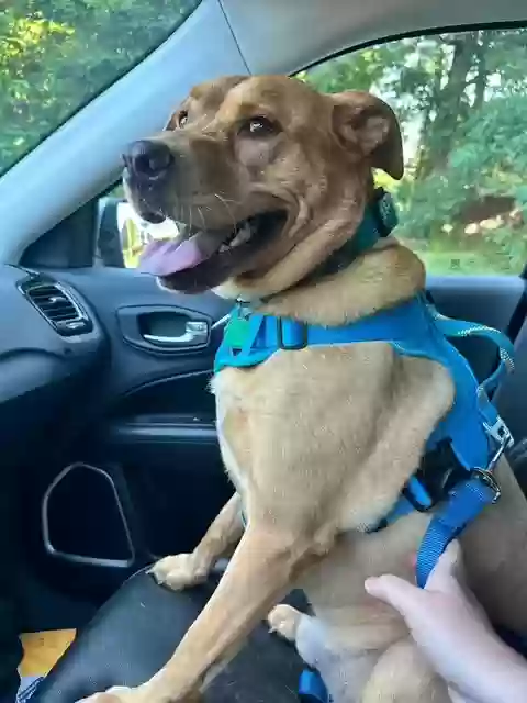 adoptable Dog in New Castle,DE named Brodie