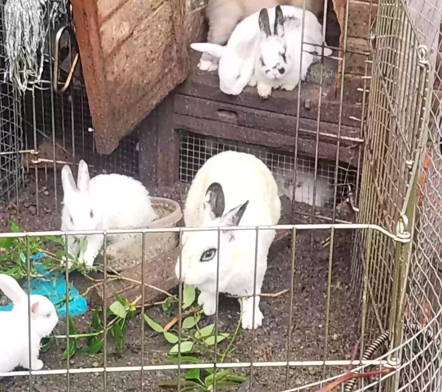 adoptable  in Algonac,MI named Bunnies