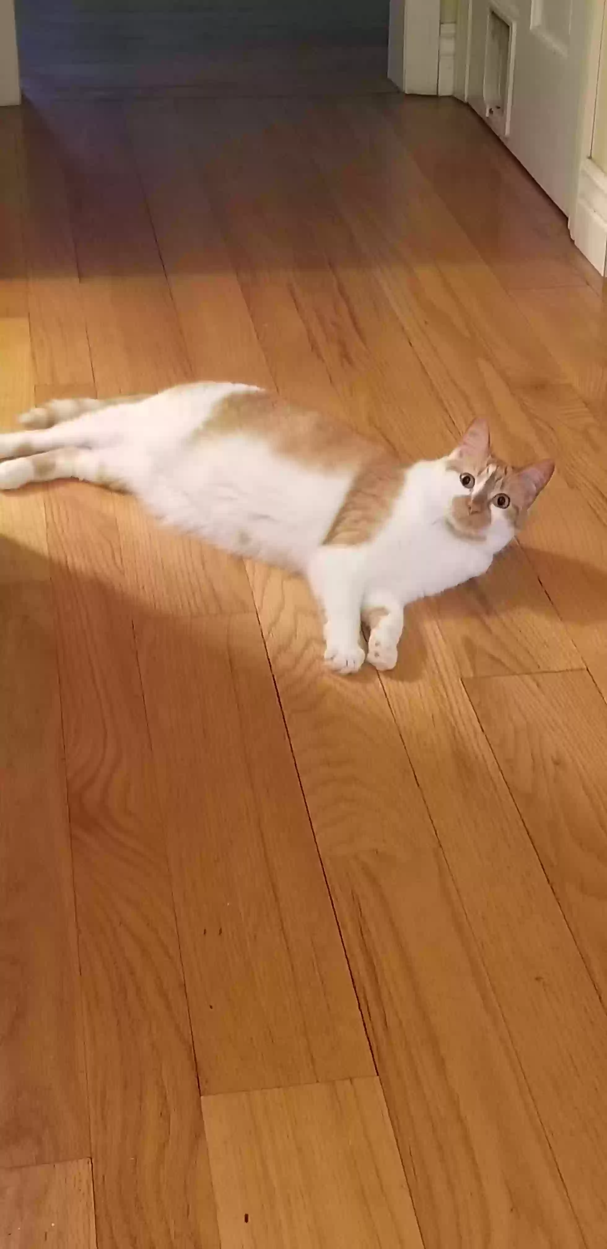 adoptable Cat in Southington,CT named Nibble