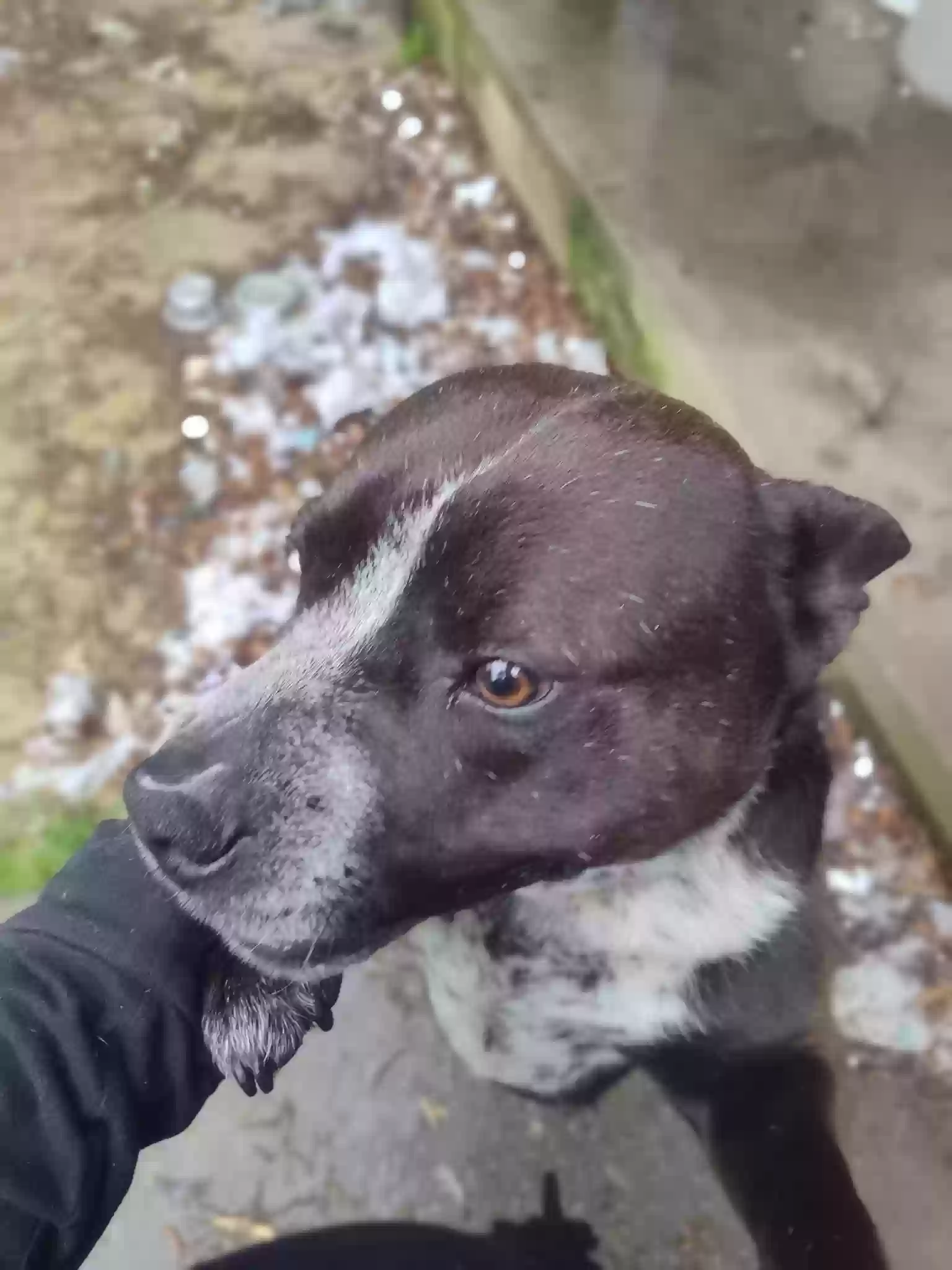 adoptable Dog in Conyers,GA named Dude